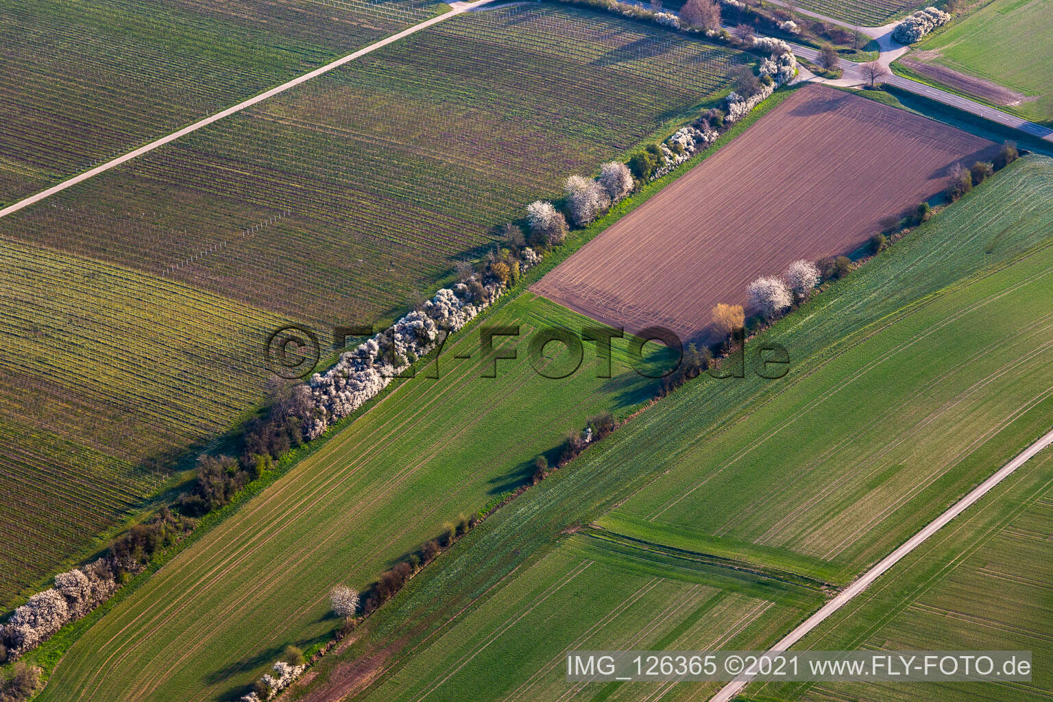 Vue aérienne de Riedgraben avec floraison printanière à Essingen dans le département Rhénanie-Palatinat, Allemagne