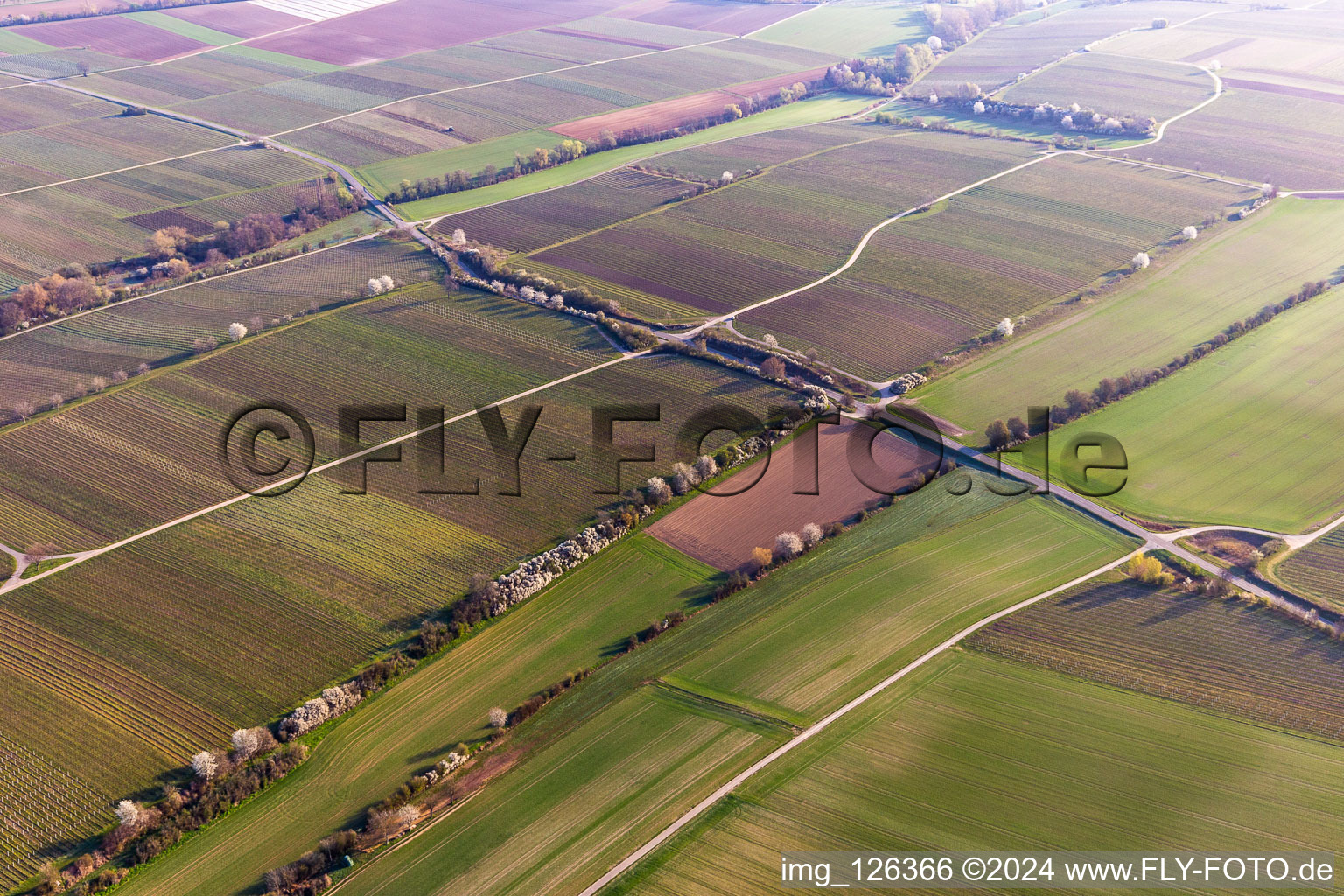 Vue aérienne de Riedgraben avec floraison printanière à Essingen dans le département Rhénanie-Palatinat, Allemagne