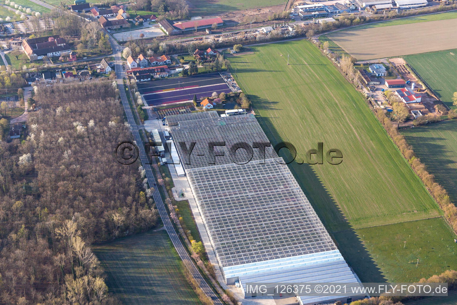 Photographie aérienne de Géraniums endémiques à le quartier Dreihof in Essingen dans le département Rhénanie-Palatinat, Allemagne