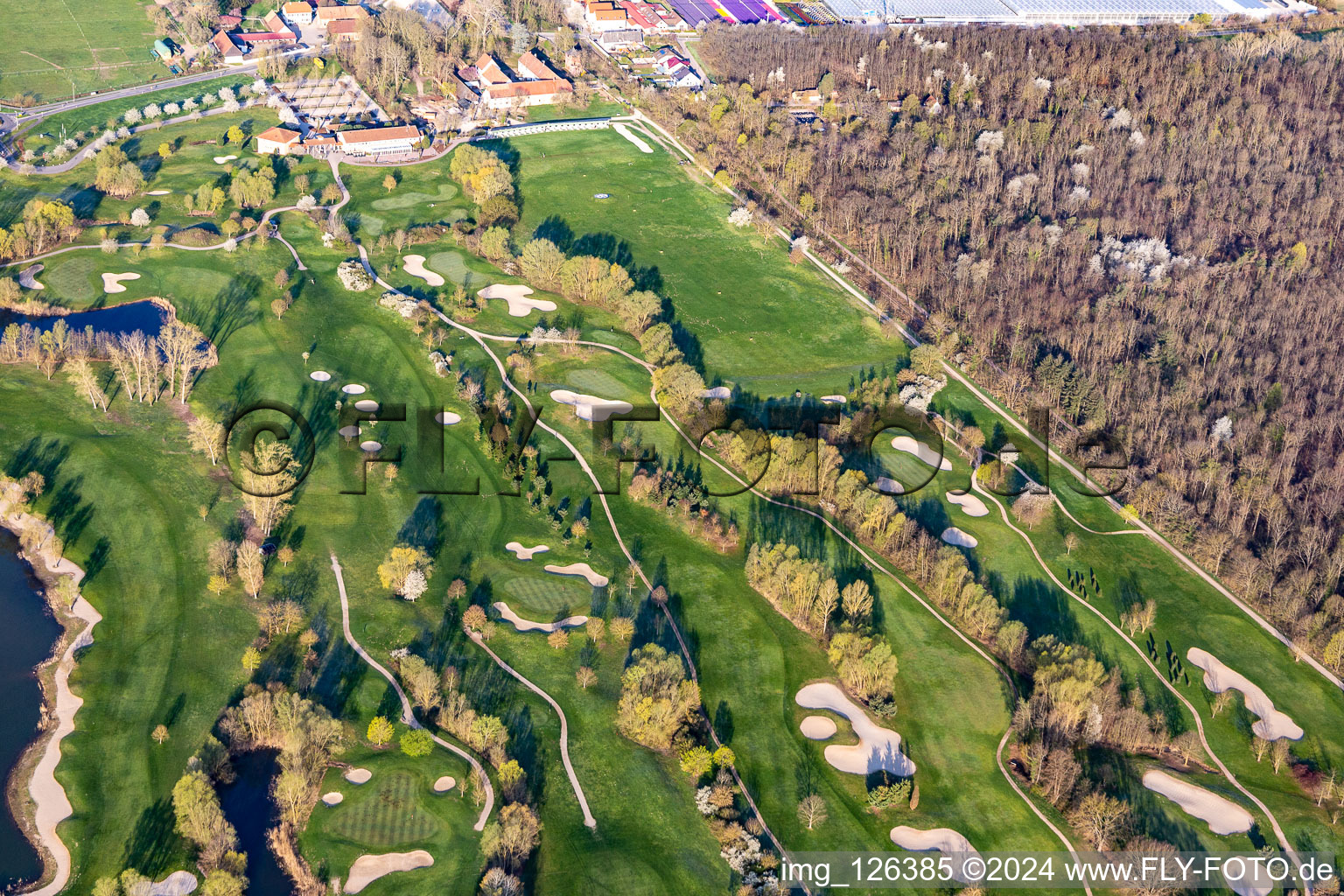 Vue oblique de Arbres en fleurs au printemps sur le terrain de golf Landgut Dreihof - GOLF absolu à le quartier Dreihof in Essingen dans le département Rhénanie-Palatinat, Allemagne