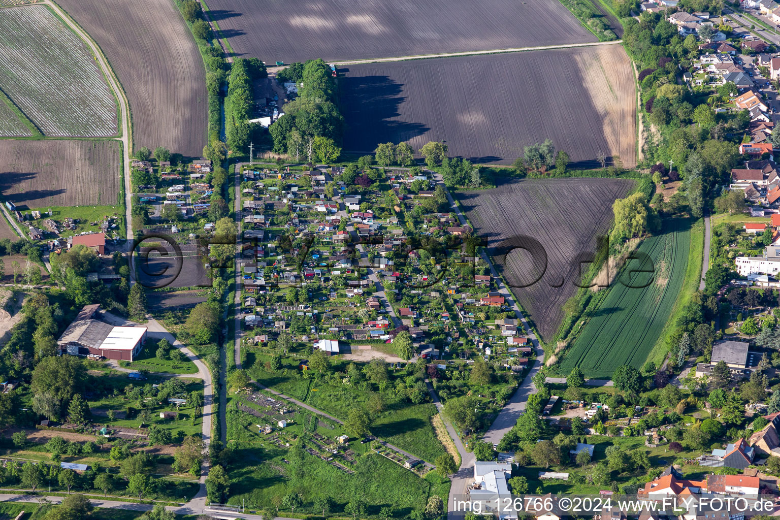 Vue aérienne de Association des jardins familiaux d'Almend eV à le quartier Eggenstein in Eggenstein-Leopoldshafen dans le département Bade-Wurtemberg, Allemagne