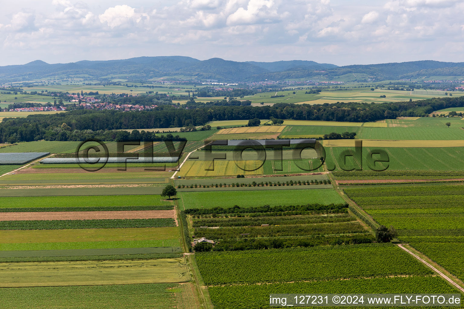 Vue aérienne de Verger Eier-Meier à le quartier Mühlhofen in Billigheim-Ingenheim dans le département Rhénanie-Palatinat, Allemagne