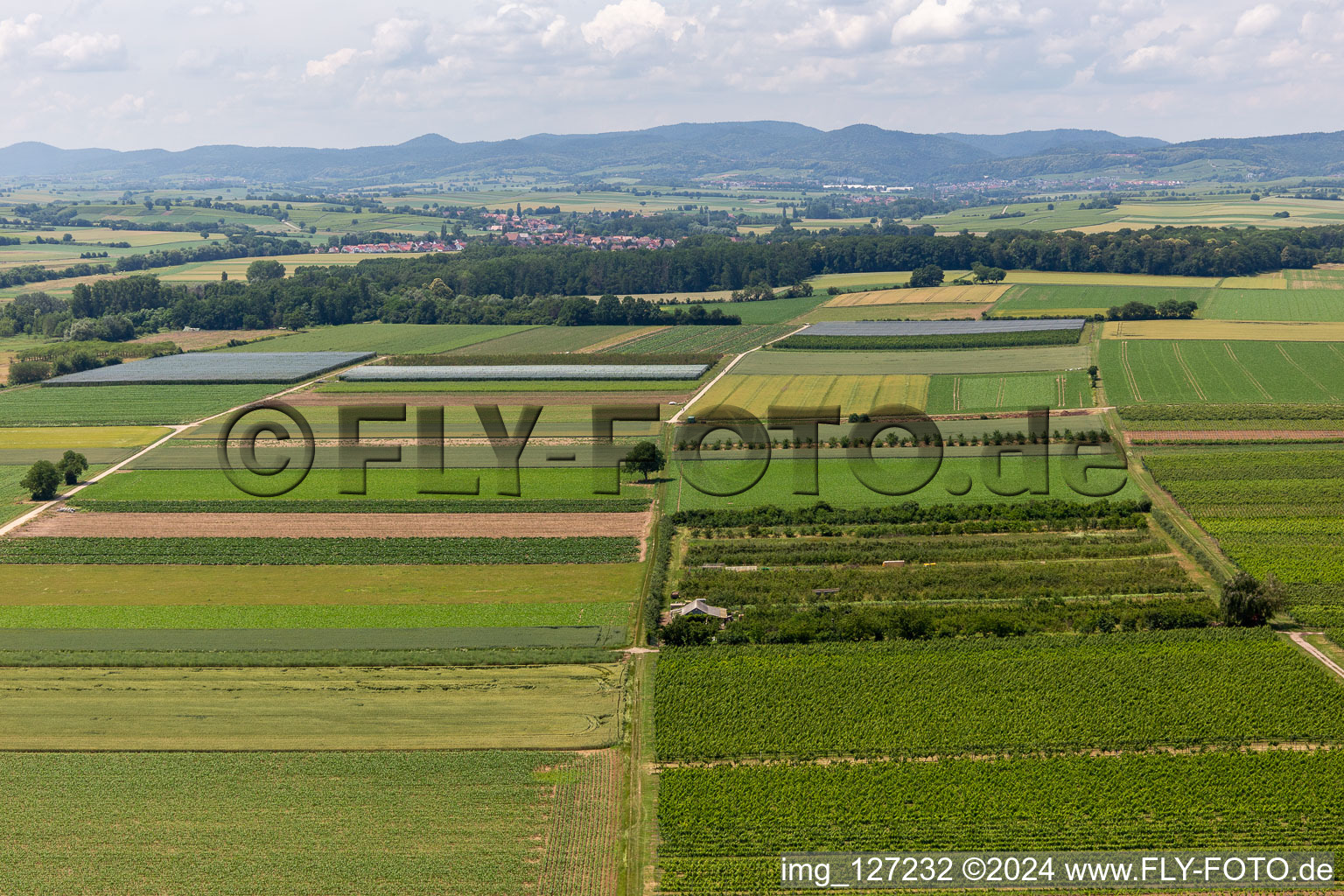 Vue aérienne de Verger Eier-Meier à le quartier Mühlhofen in Billigheim-Ingenheim dans le département Rhénanie-Palatinat, Allemagne