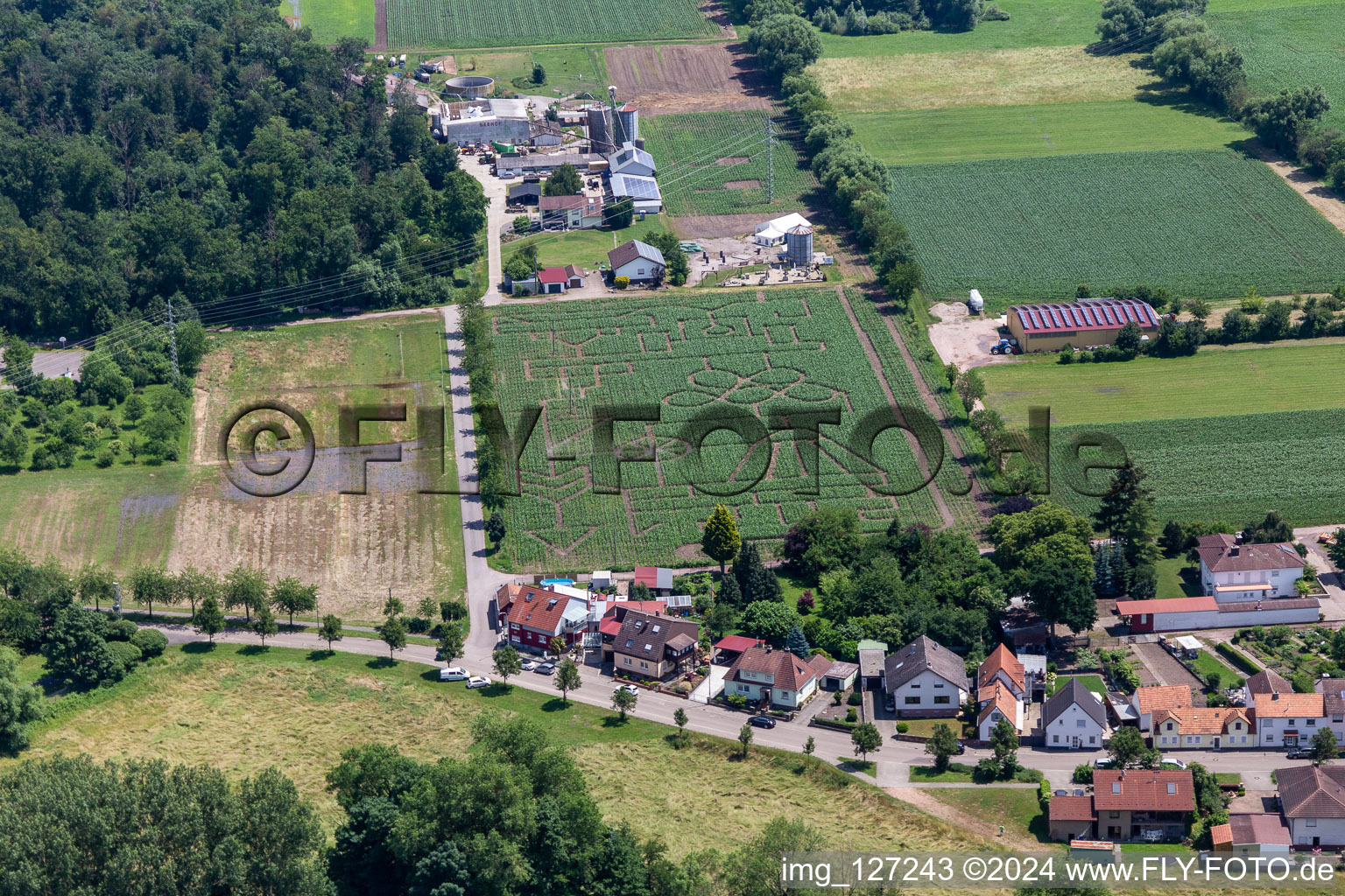 Vue aérienne de Labyrinthe de maïs et salon de plage Steinweiler Seehof à Steinweiler dans le département Rhénanie-Palatinat, Allemagne