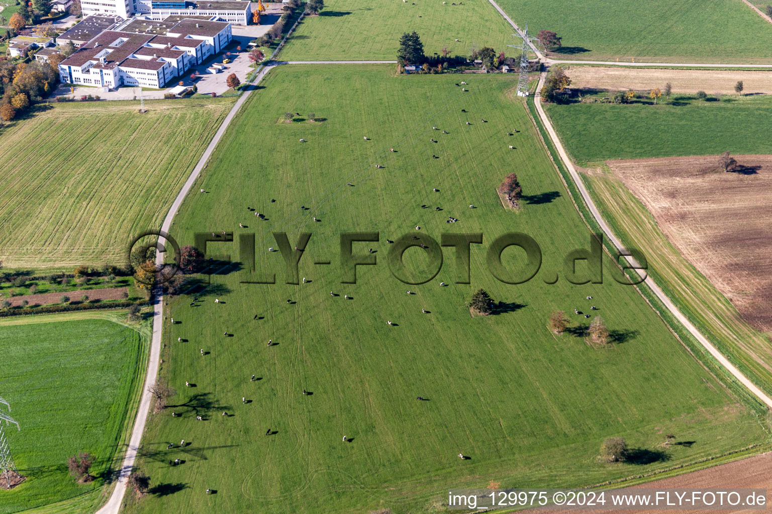 Vue aérienne de Pâturage du bétail à le quartier Langensteinbach in Karlsbad dans le département Bade-Wurtemberg, Allemagne