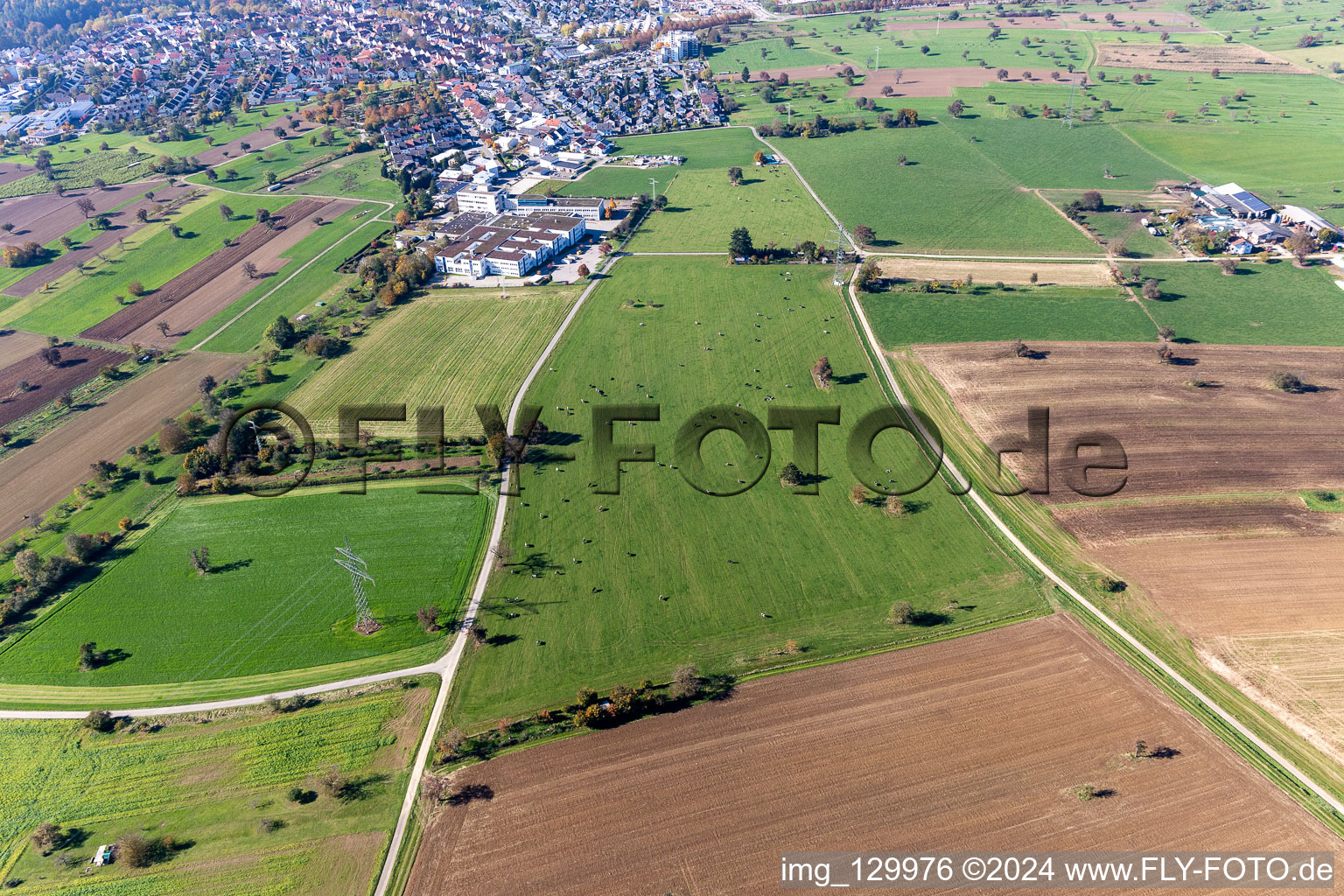 Vue aérienne de Pâturage du bétail à le quartier Langensteinbach in Karlsbad dans le département Bade-Wurtemberg, Allemagne