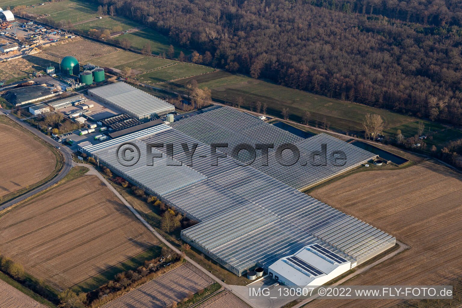 Vue aérienne de Rudolf Sinn Jungpflanzen GmbH & Co. KG à Lustadt dans le département Rhénanie-Palatinat, Allemagne
