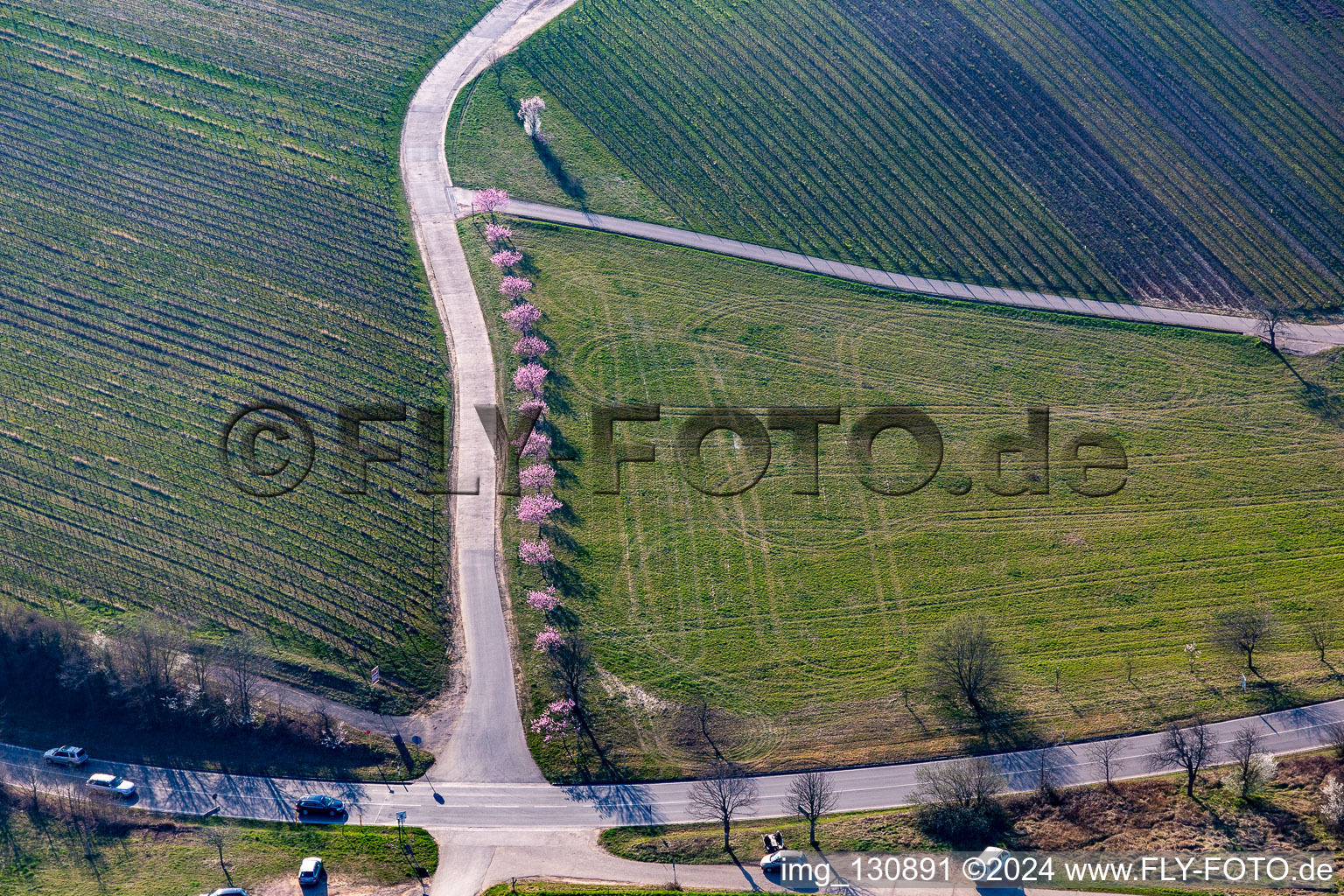 Vue aérienne de Fleur d'amandier sur la route des vins du sud à Klingenmünster à Klingenmünster dans le département Rhénanie-Palatinat, Allemagne