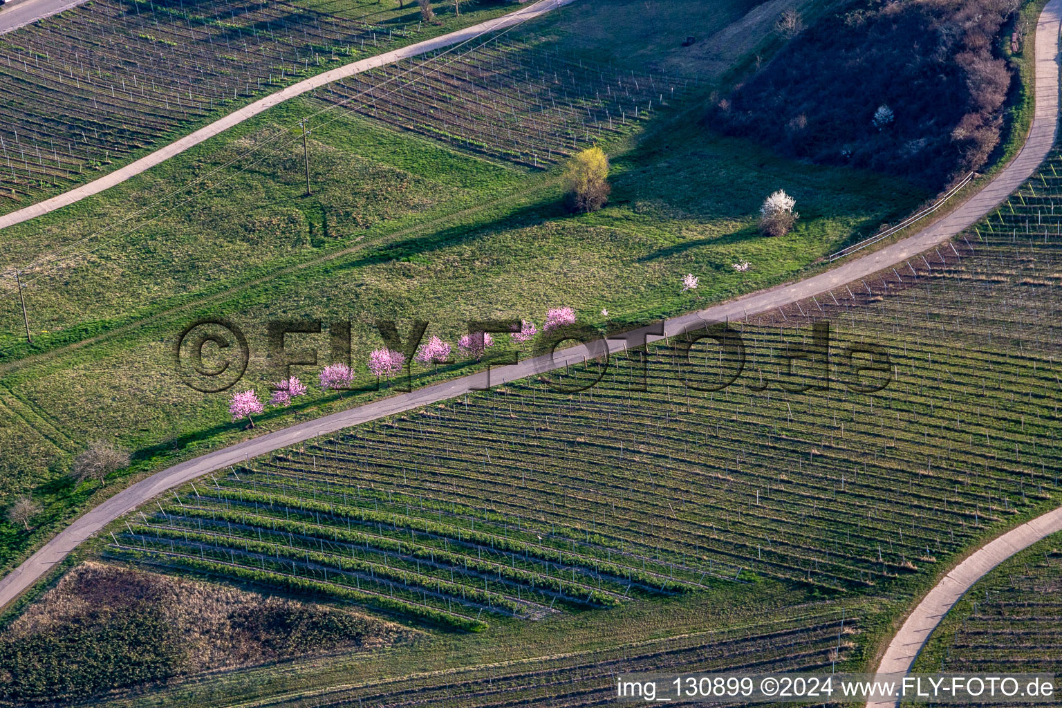 Vue aérienne de Fleur d'amandier sur la route des vins du sud à Klingenmünster à Klingenmünster dans le département Rhénanie-Palatinat, Allemagne