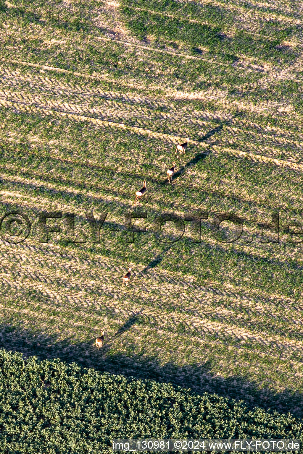 Photographie aérienne de Sauvage sur le terrain à Niederlauterbach dans le département Bas Rhin, France