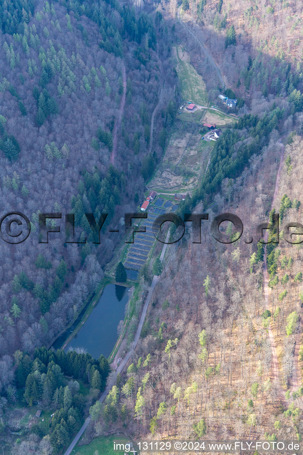 Vue oblique de Stefan Erber, propriétaire de la forêt palatine de Forellen à Eußerthal dans le département Rhénanie-Palatinat, Allemagne