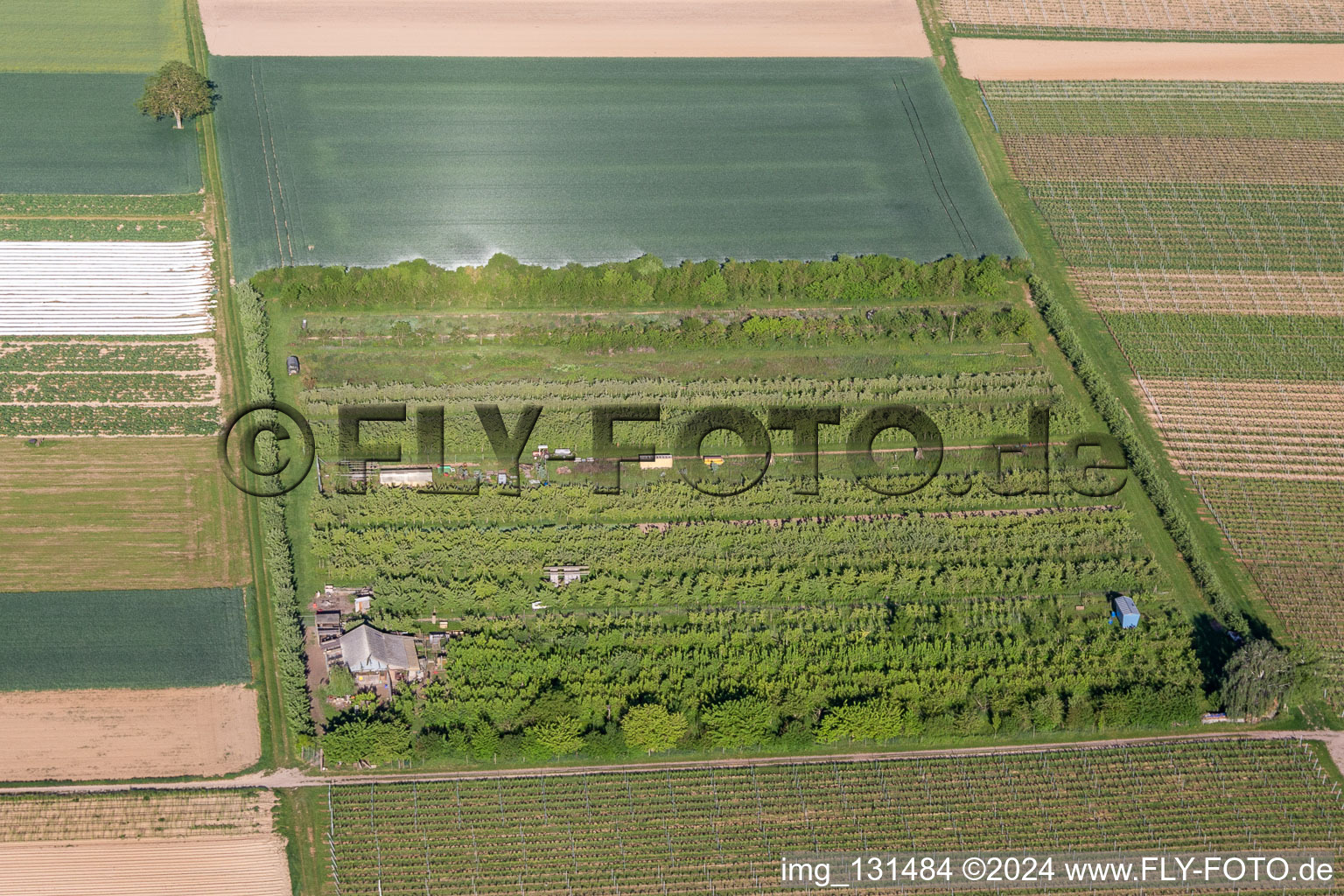 Photographie aérienne de Billigheim-Ingenheim dans le département Rhénanie-Palatinat, Allemagne