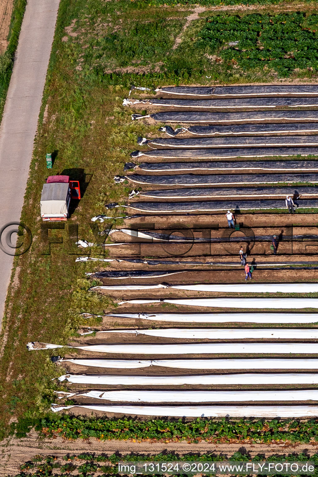 Vue aérienne de Récolte des asperges à le quartier Mühlhofen in Billigheim-Ingenheim dans le département Rhénanie-Palatinat, Allemagne