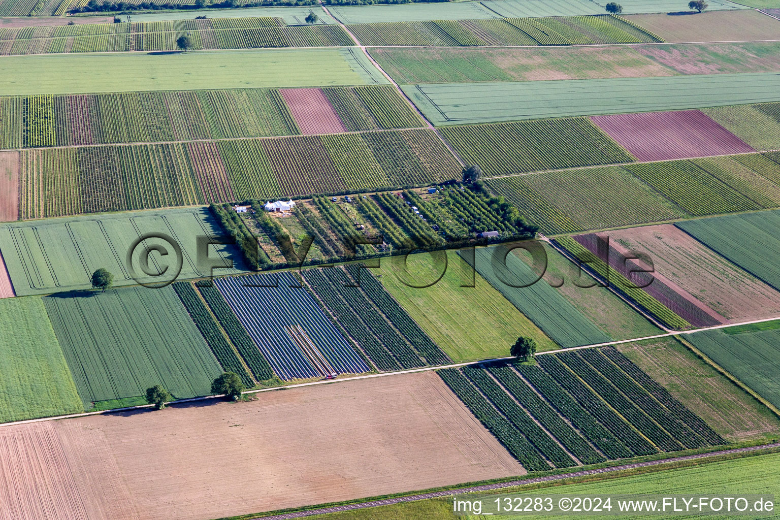 Vue aérienne de Verger à le quartier Mühlhofen in Billigheim-Ingenheim dans le département Rhénanie-Palatinat, Allemagne