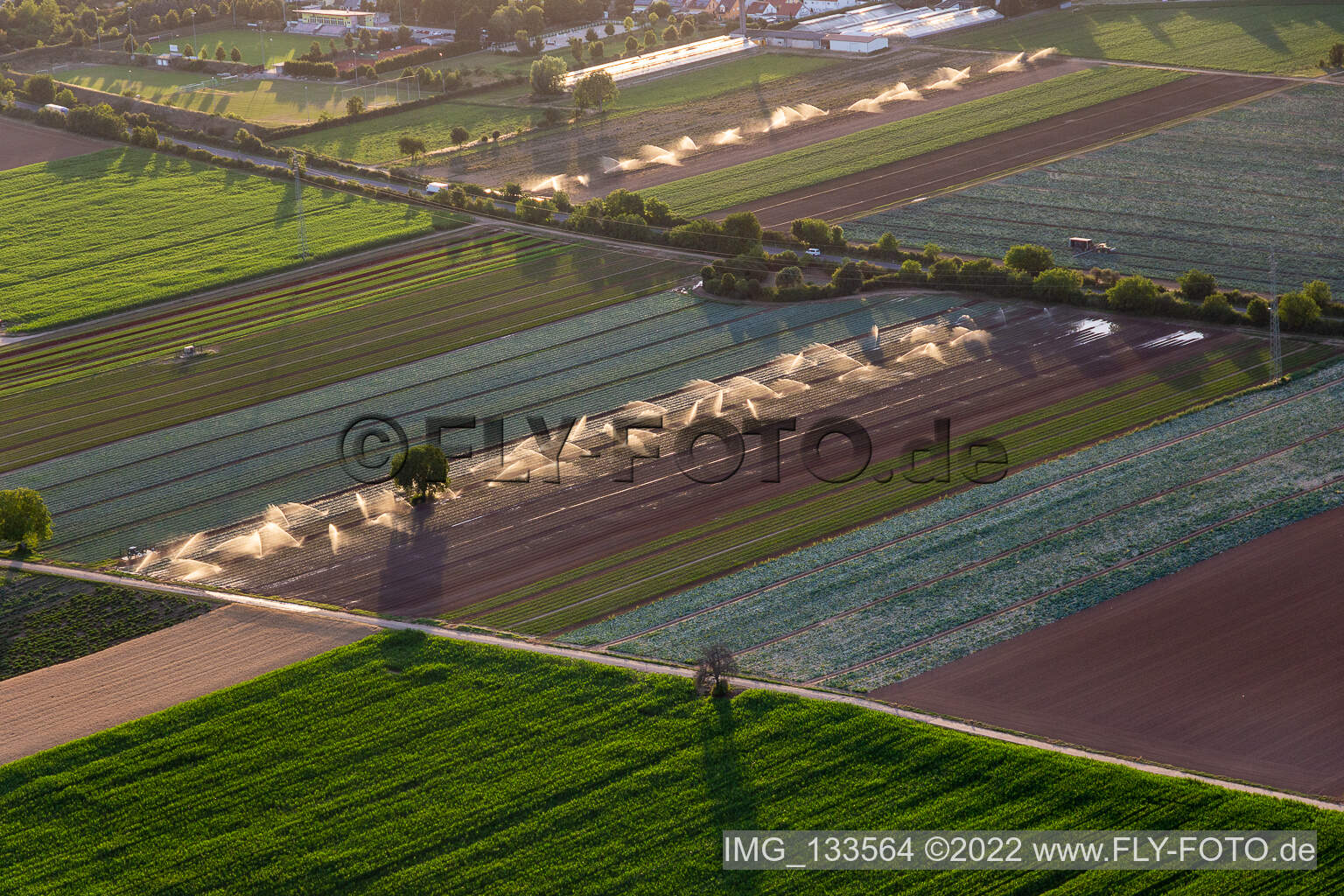 Vue aérienne de Irrigation des champs de légumes à Lustadt dans le département Rhénanie-Palatinat, Allemagne
