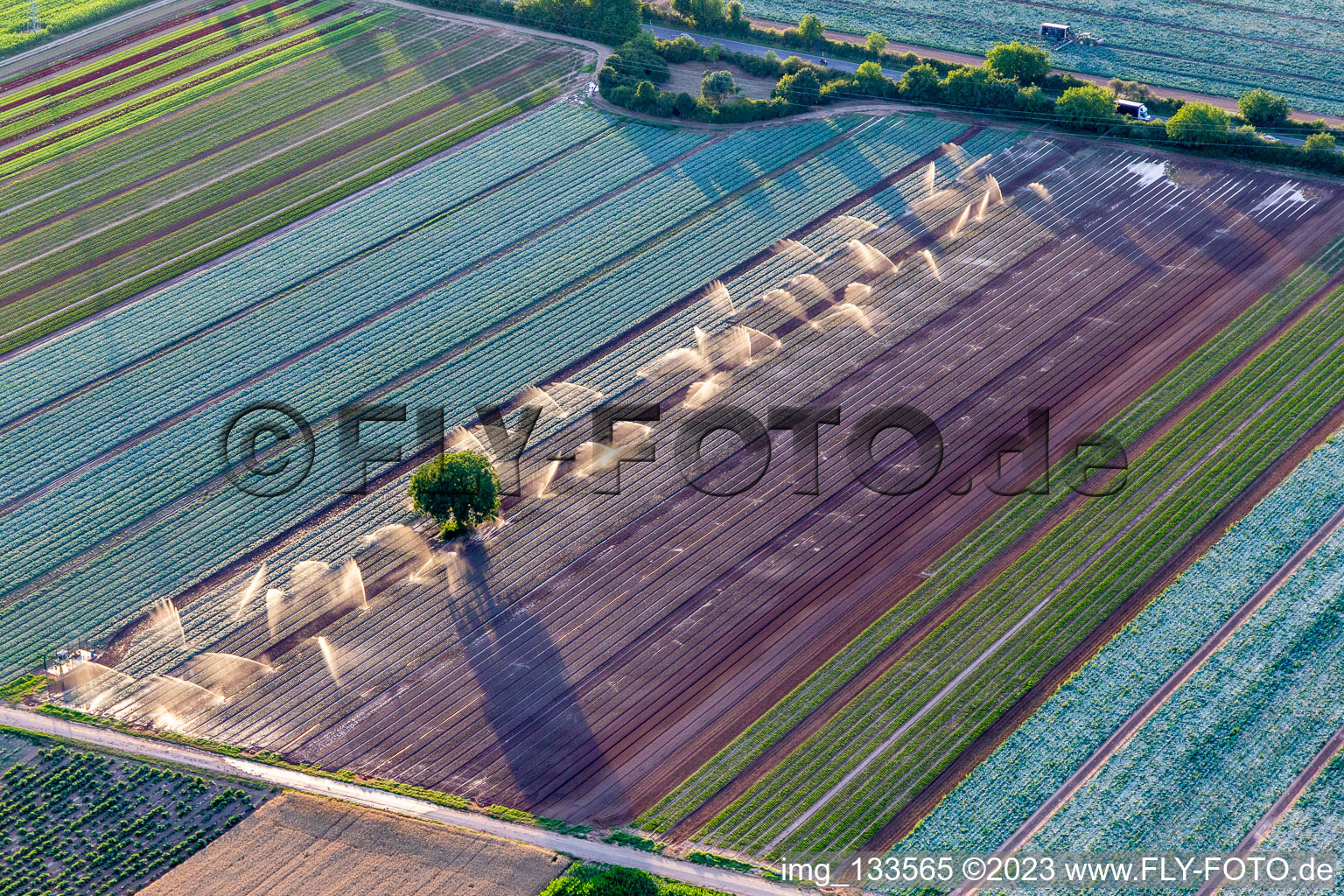 Vue aérienne de Irrigation des champs de salades et de légumes/Palatinat à Lustadt dans le département Rhénanie-Palatinat, Allemagne
