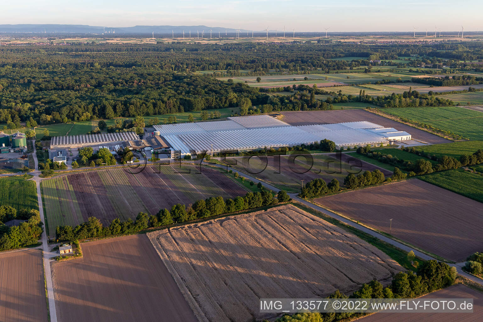 Photographie aérienne de Rudolf Sinn Jungpflanzen GmbH & Co. KG à Lustadt dans le département Rhénanie-Palatinat, Allemagne