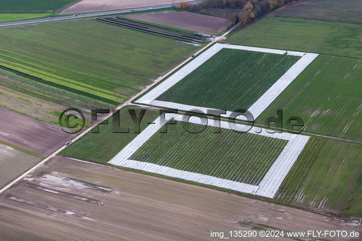 Vue aérienne de Champs de salades avec du papier d'aluminium à le quartier Minderslachen in Kandel dans le département Rhénanie-Palatinat, Allemagne