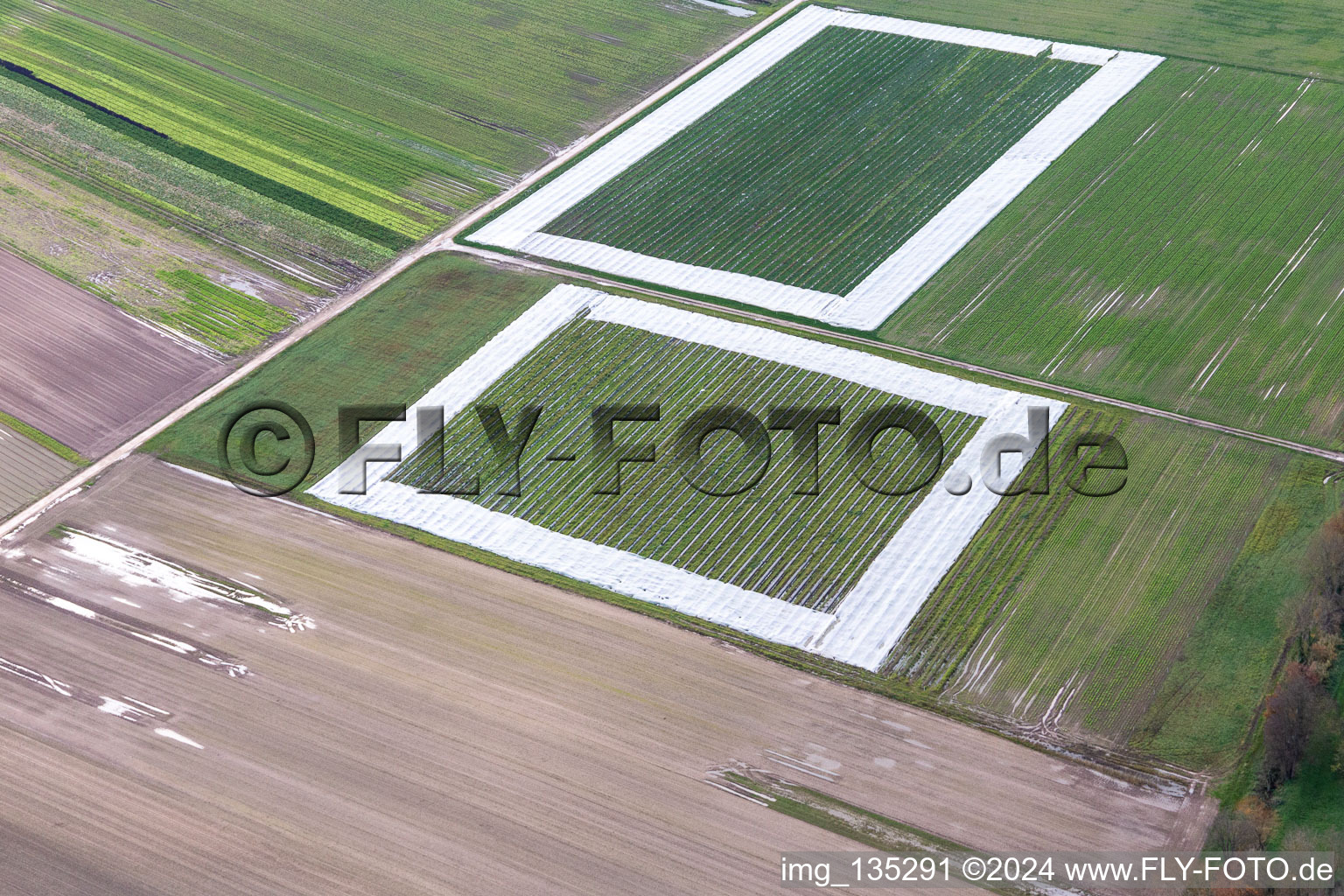 Vue aérienne de Champs de salades avec du papier d'aluminium à le quartier Minderslachen in Kandel dans le département Rhénanie-Palatinat, Allemagne