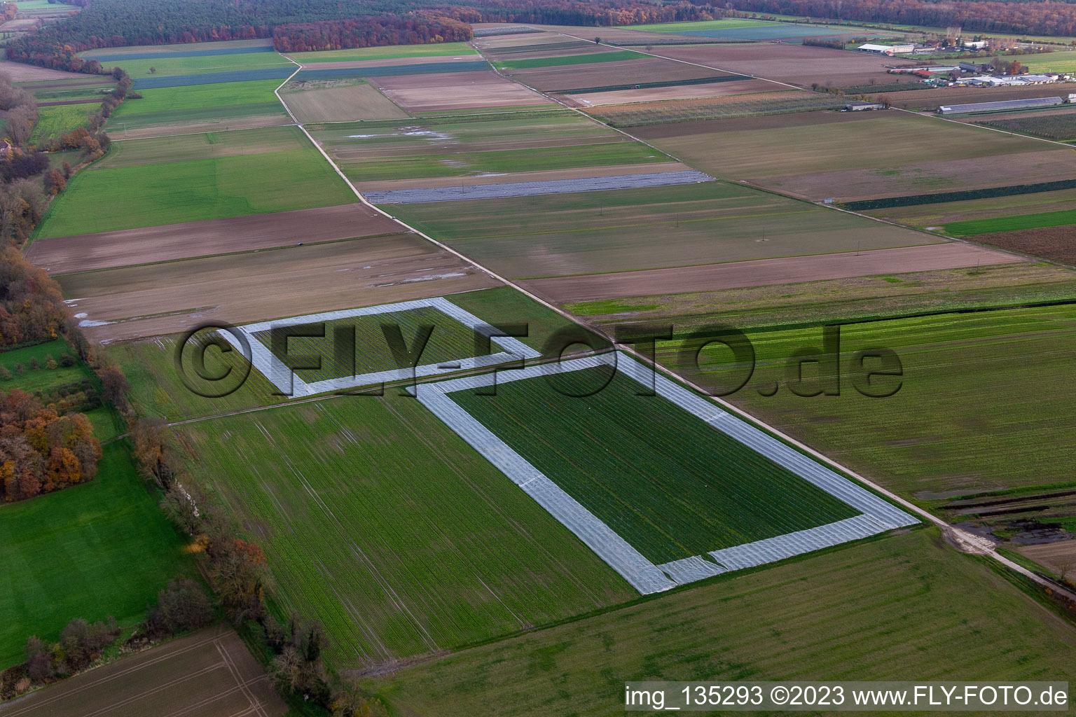 Photographie aérienne de Champs de salades avec du papier d'aluminium à le quartier Minderslachen in Kandel dans le département Rhénanie-Palatinat, Allemagne