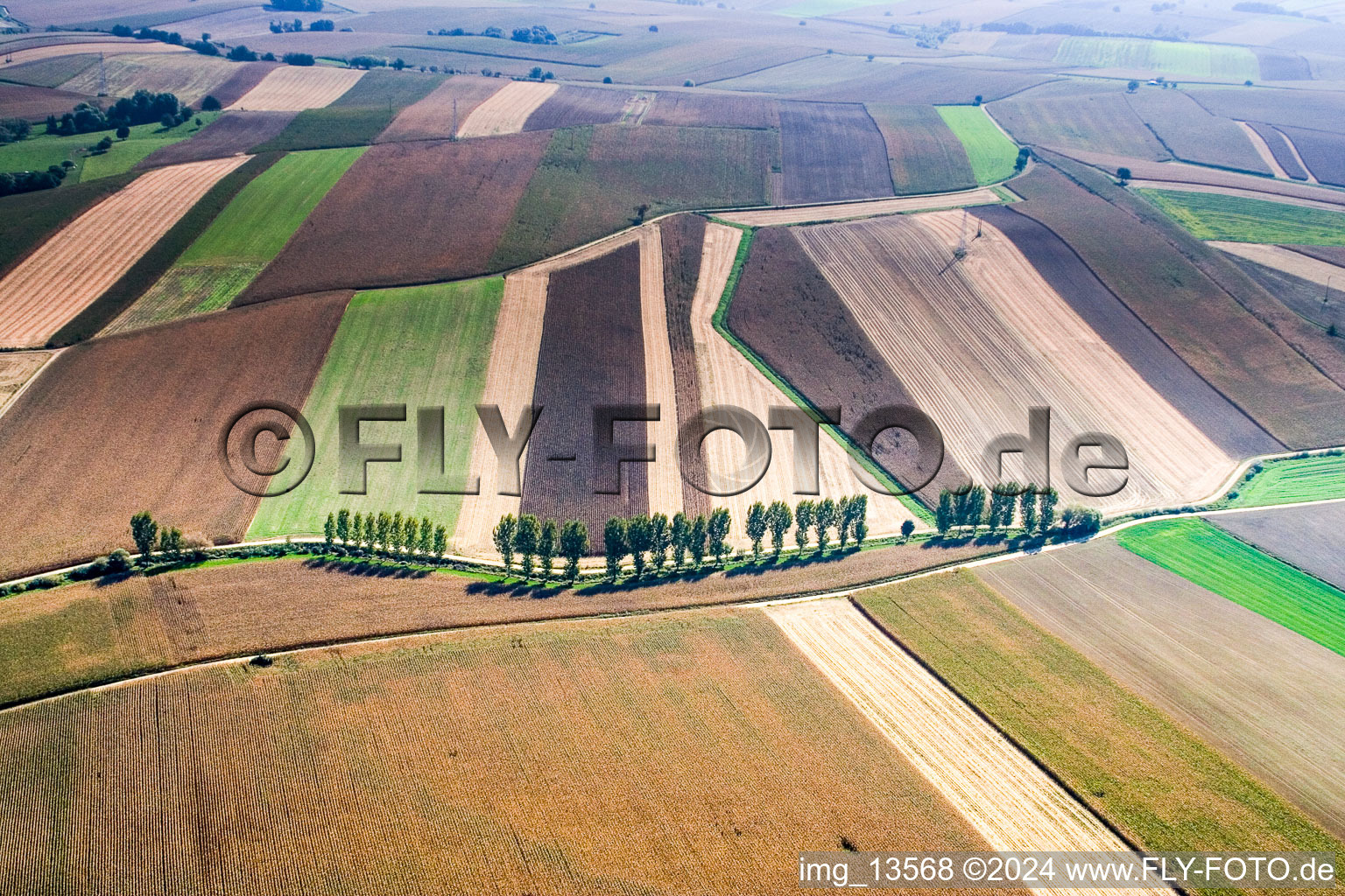 Vue aérienne de Rangée d'arbres sur une route de campagne au bord d'un champ à Niederlauterbach dans le département Bas Rhin, France