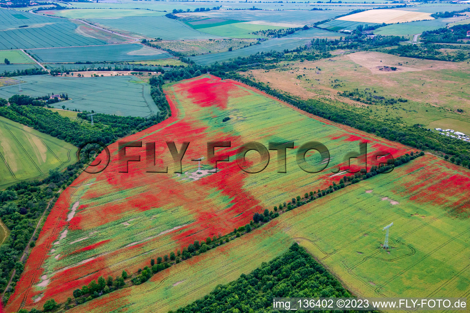 Vue aérienne de Coquelicots dans les champs de maïs à le quartier Gernrode in Quedlinburg dans le département Saxe-Anhalt, Allemagne