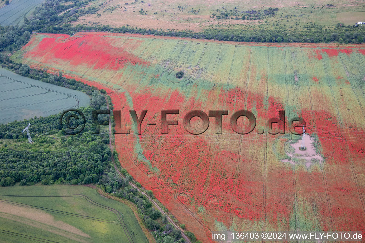 Vue aérienne de Coquelicots dans les champs de maïs à le quartier Gernrode in Quedlinburg dans le département Saxe-Anhalt, Allemagne