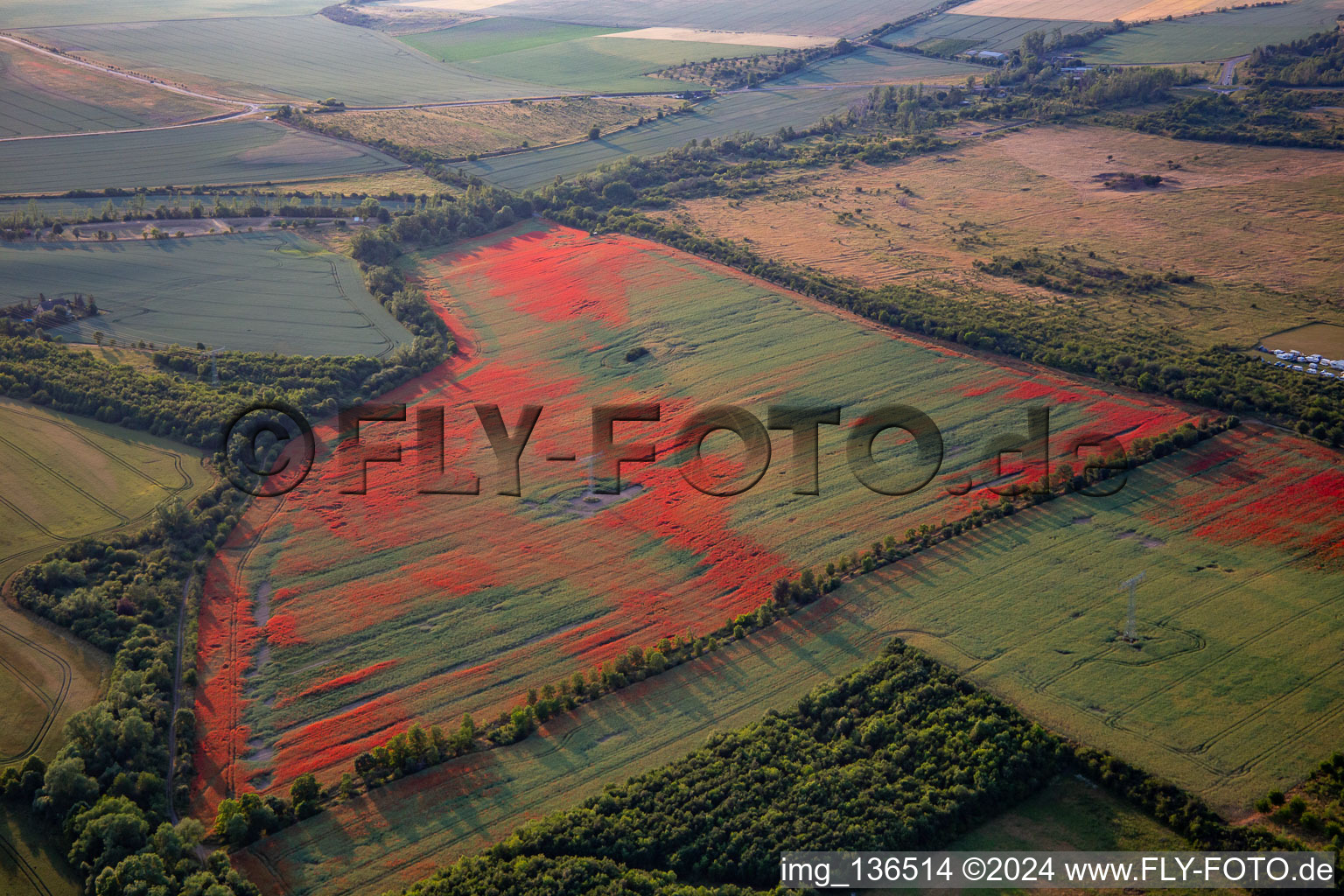 Vue oblique de Coquelicots dans les champs de maïs à le quartier Gernrode in Quedlinburg dans le département Saxe-Anhalt, Allemagne