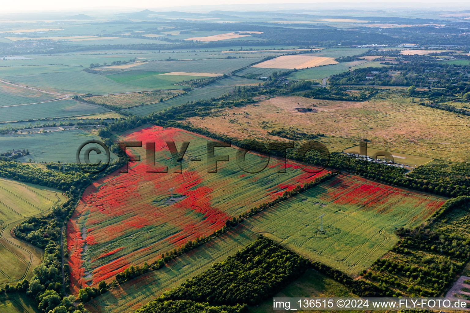 Coquelicots dans les champs de maïs à le quartier Gernrode in Quedlinburg dans le département Saxe-Anhalt, Allemagne d'en haut