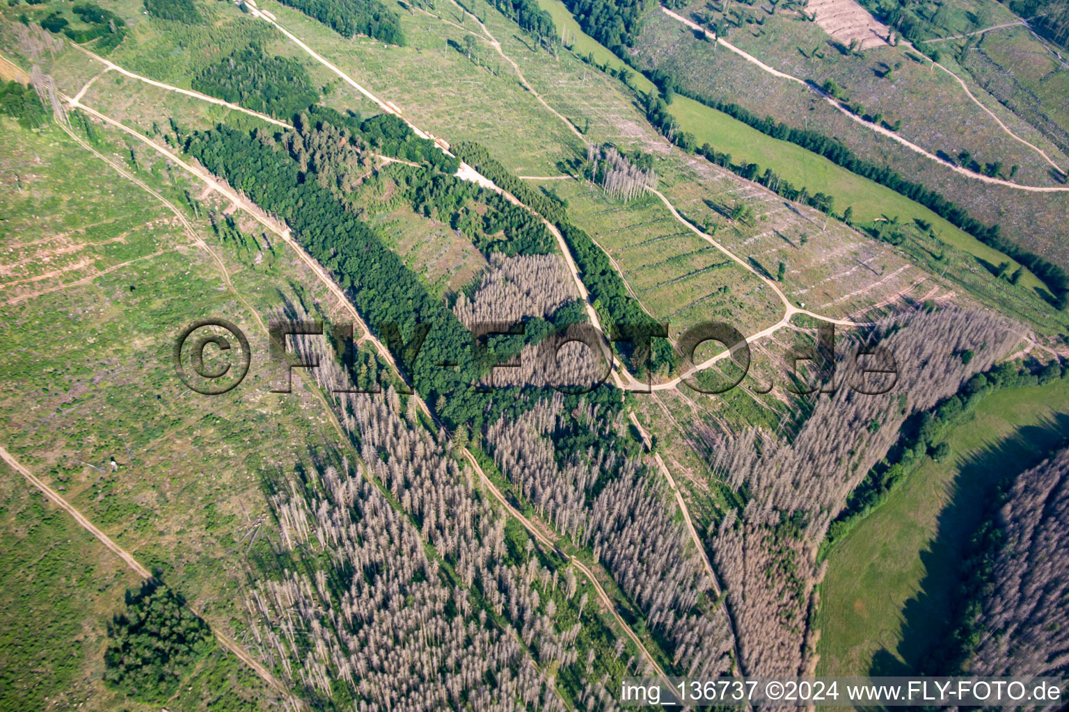 Vue aérienne de Vestiges de la forêt de scolytes et reboisement à le quartier Rotha in Sangerhausen dans le département Saxe-Anhalt, Allemagne