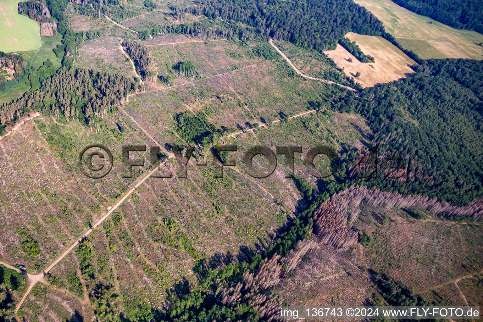 Vue aérienne de Vestiges de la forêt de scolytes et reboisement à le quartier Schielo in Harzgerode dans le département Saxe-Anhalt, Allemagne