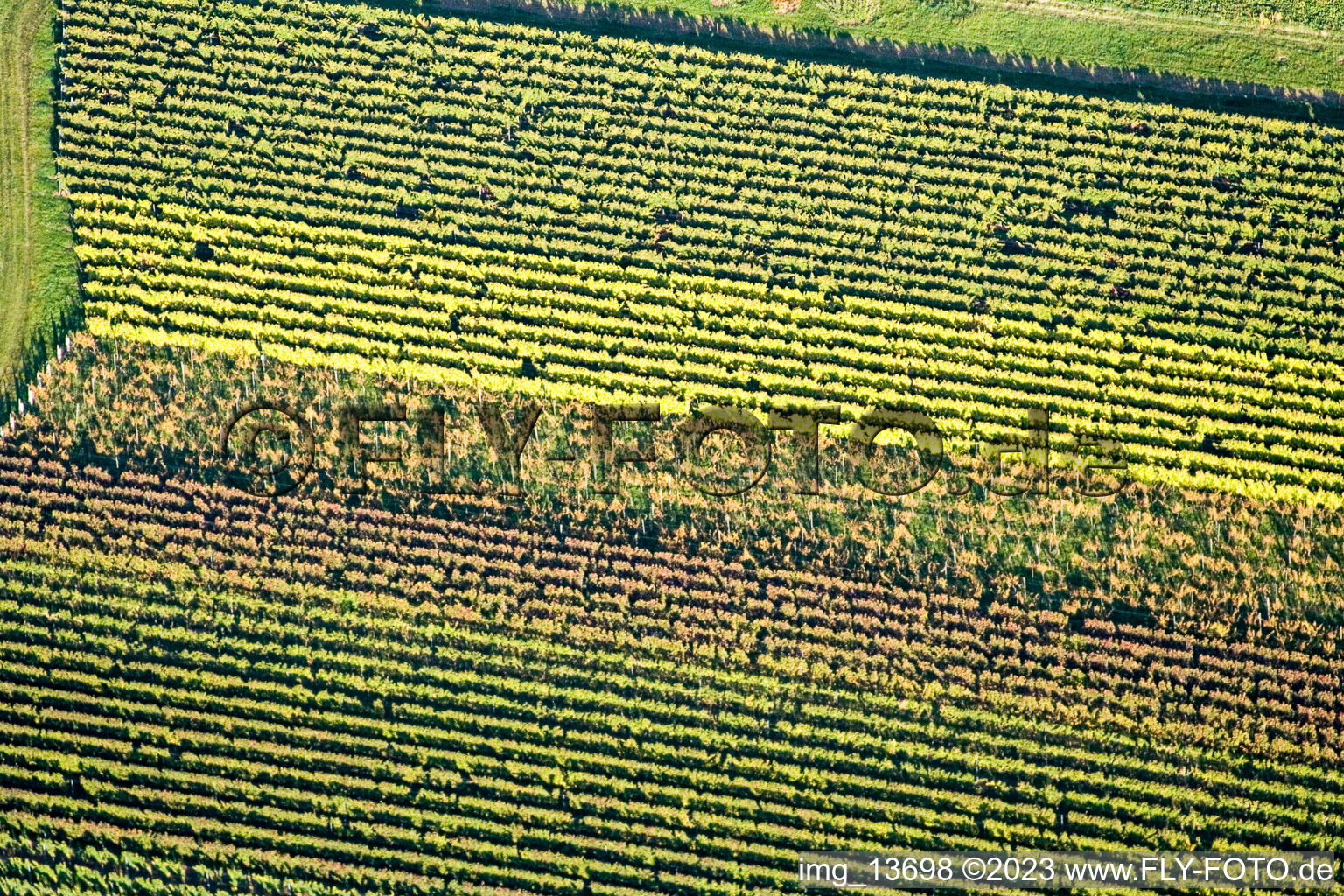 Vue aérienne de Feuilles de vigne à Eschbach dans le département Rhénanie-Palatinat, Allemagne