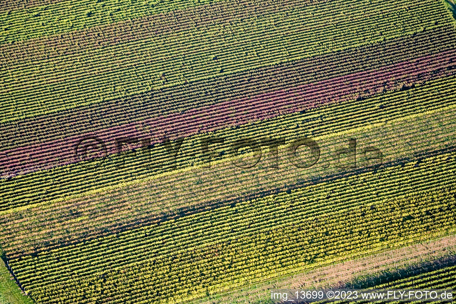 Vue aérienne de Feuilles de vigne à Eschbach dans le département Rhénanie-Palatinat, Allemagne