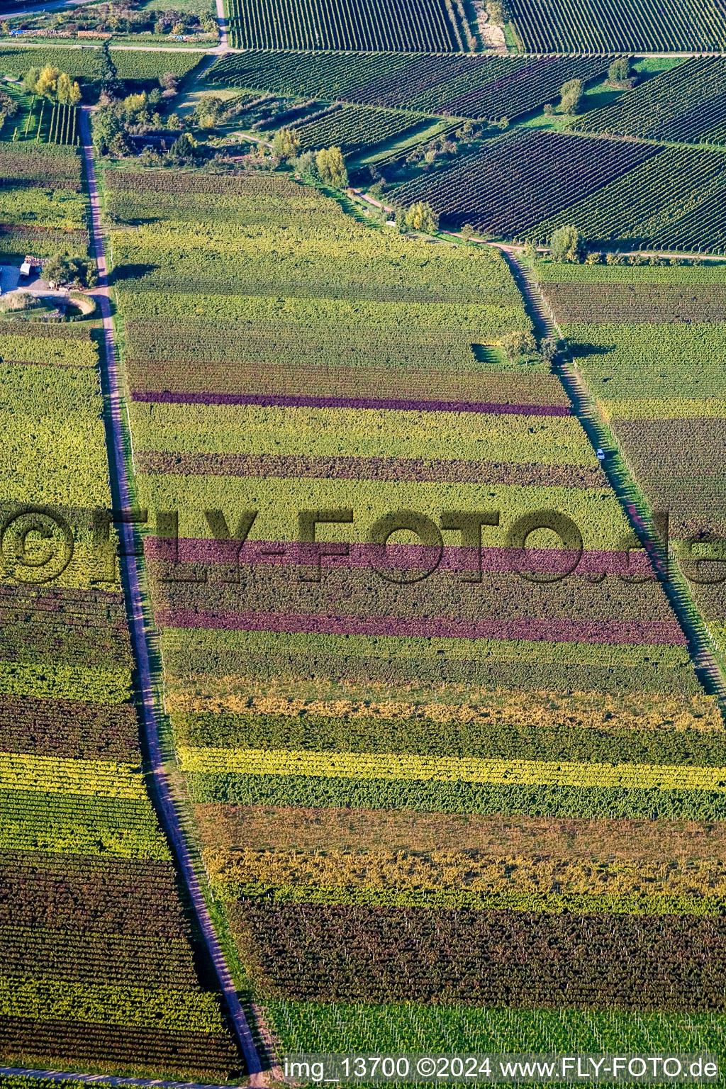 Vue aérienne de Paysage viticole coloré dans le feuillage d'automne des zones viticoles à Göcklingen dans le département Rhénanie-Palatinat, Allemagne