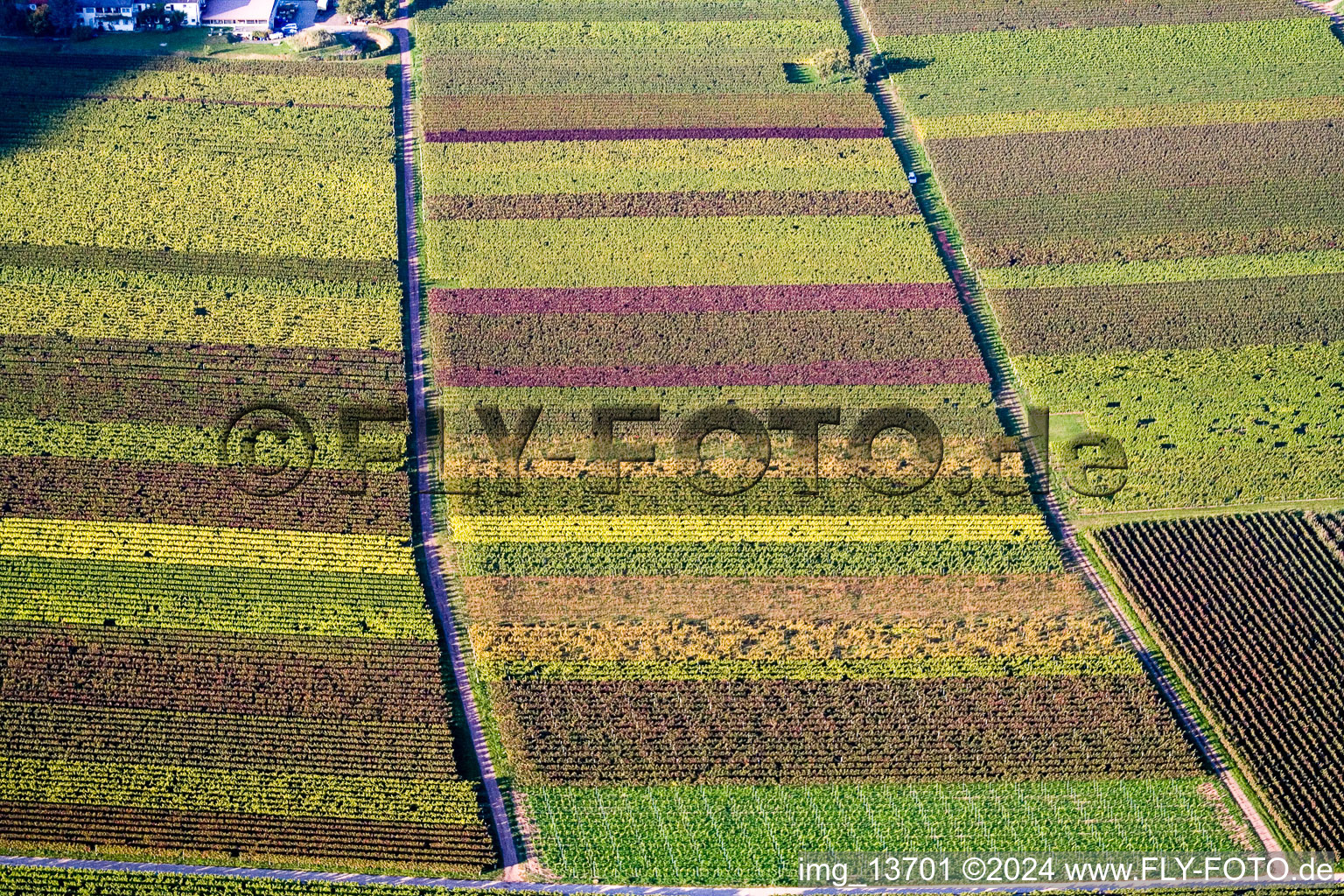 Photographie aérienne de Feuilles de vigne à Eschbach dans le département Rhénanie-Palatinat, Allemagne