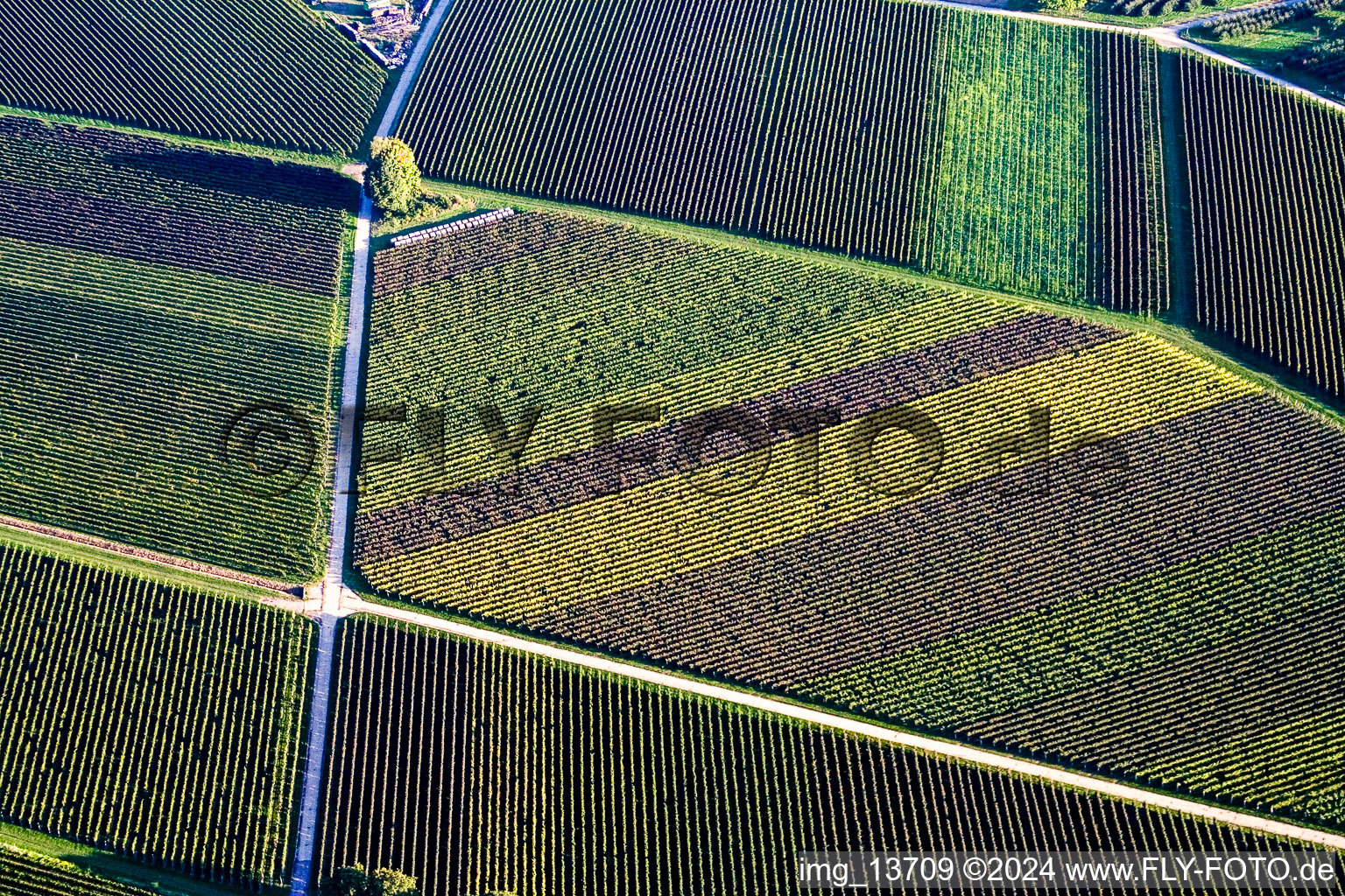 Vue aérienne de Structures en forme de rombe de chemins et de vignes avec des rangées de vignes de différentes couleurs à Göcklingen dans le département Rhénanie-Palatinat, Allemagne