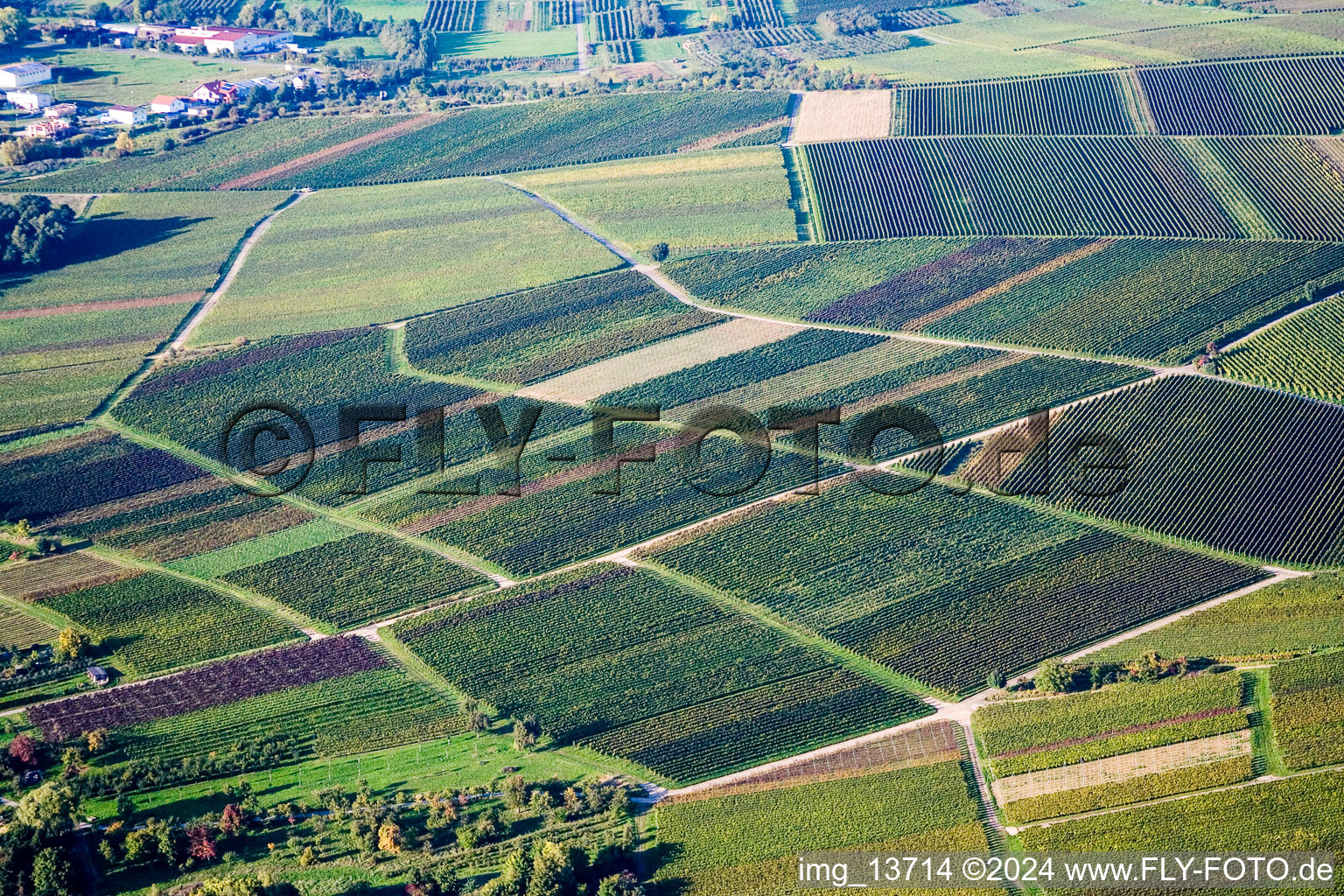 Vue aérienne de Structures sur vignes avec feuillage de différentes couleurs à le quartier Heuchelheim in Heuchelheim-Klingen dans le département Rhénanie-Palatinat, Allemagne