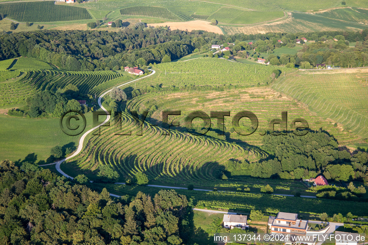 Vue aérienne de Vignobles à Klopca ljubezni Mestni vrh nad Ptujem à Ptuj dans le département Slovénie, Slovénie