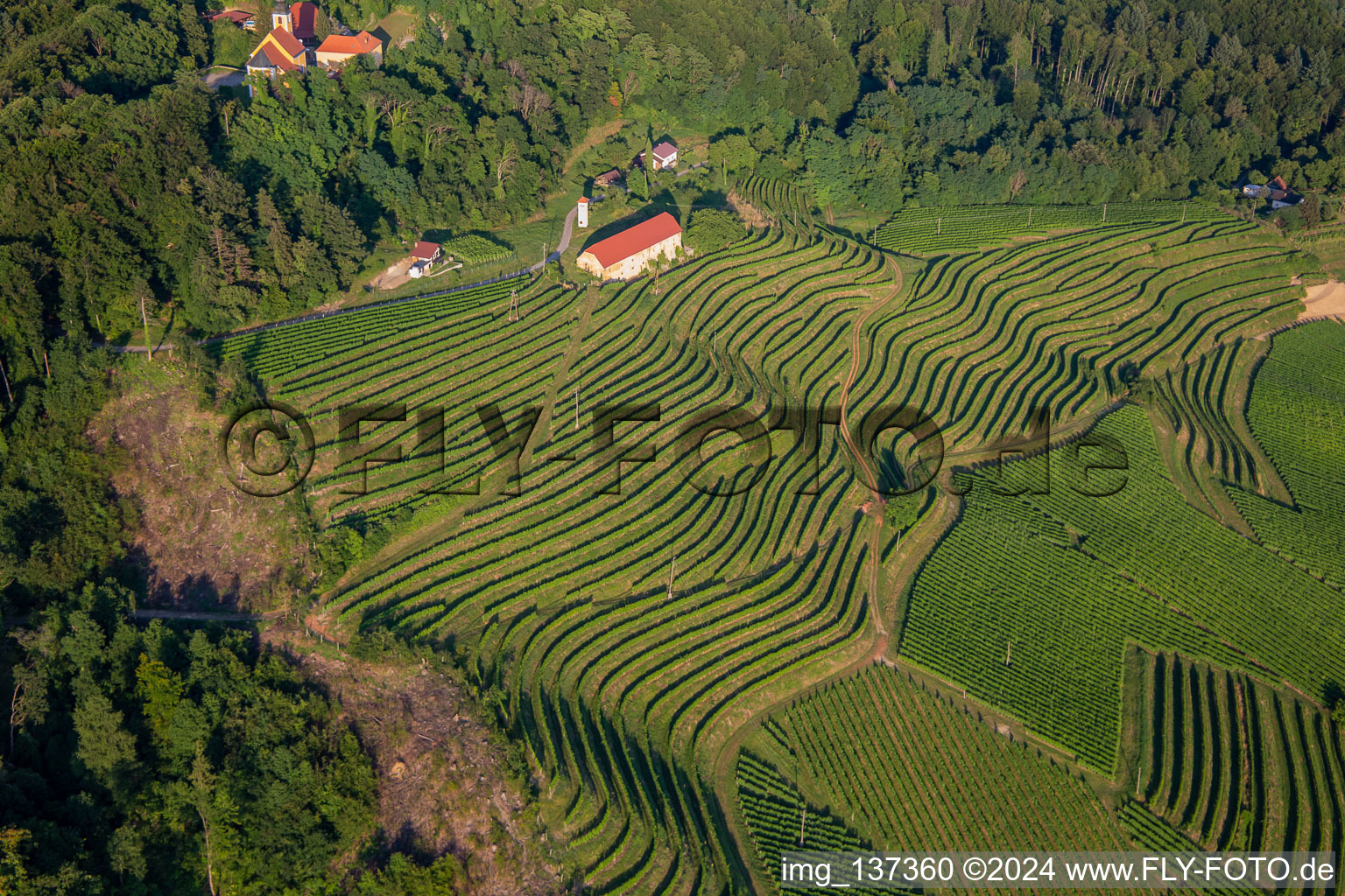 Vue oblique de Église de Župnijska cerkev sv. Marije Vnebovzete et Café Huda Liza au-dessus des vignobles du Vurberg à Duplek dans le département Slovénie, Slovénie