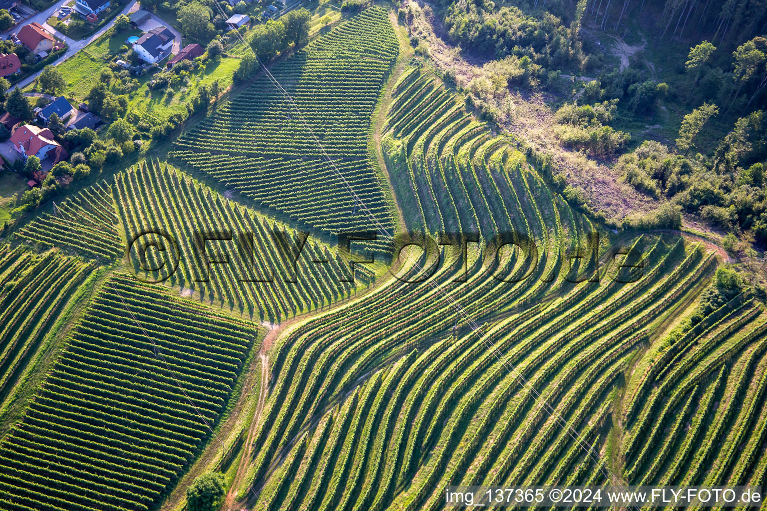 Vue aérienne de Schéma des rangs de vignes du Vurberg à Duplek dans le département Slovénie, Slovénie