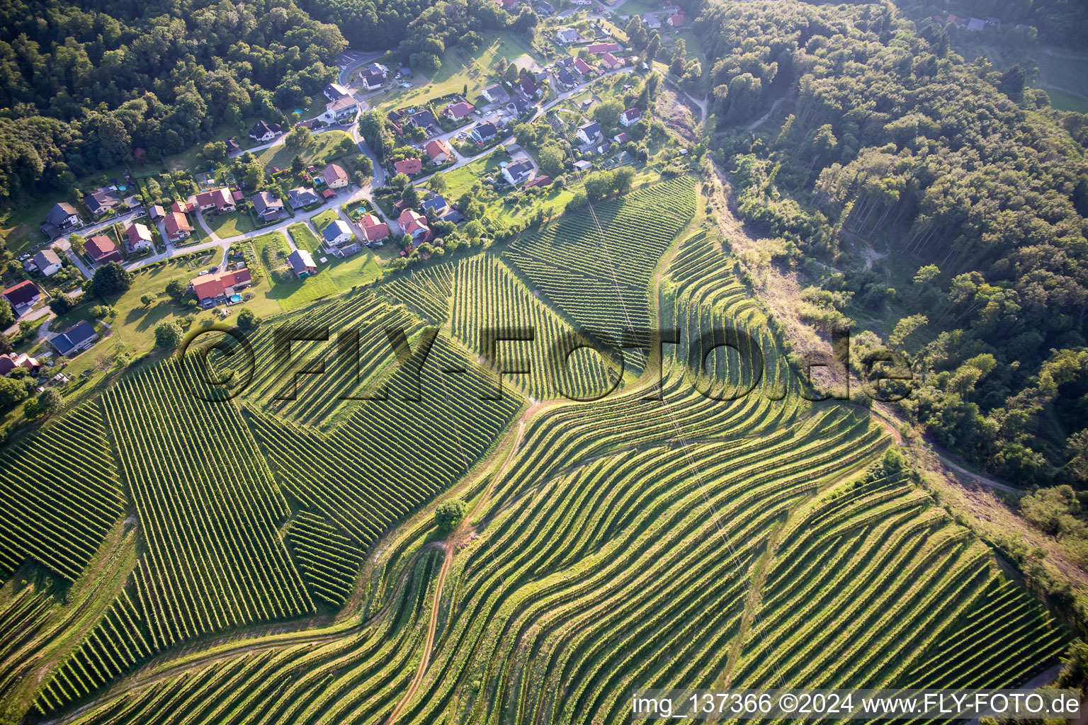 Vue aérienne de Schéma des rangs de vignes du Vurberg à Duplek dans le département Slovénie, Slovénie