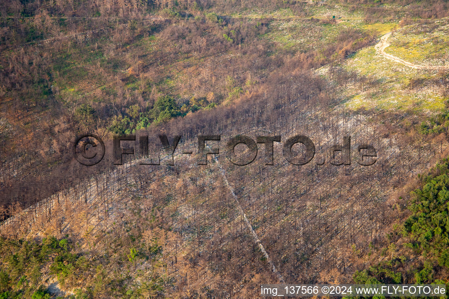 Vue aérienne de Après l'incendie de forêt à Miren-Kostanjevica dans le département Slovénie, Slovénie