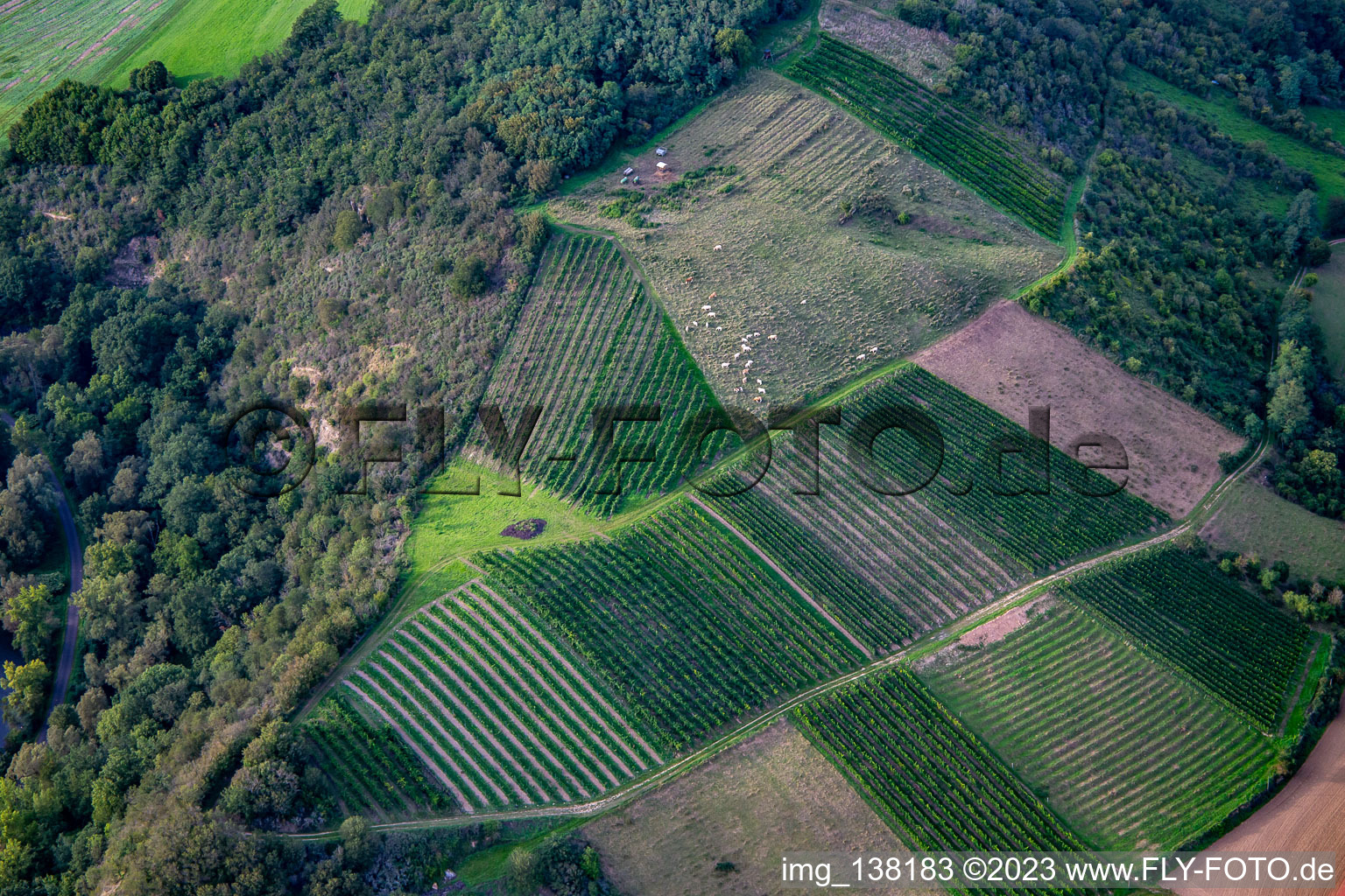 Vue aérienne de Bovins Glan entre vignes sur le Booser Au à Staudernheim dans le département Rhénanie-Palatinat, Allemagne