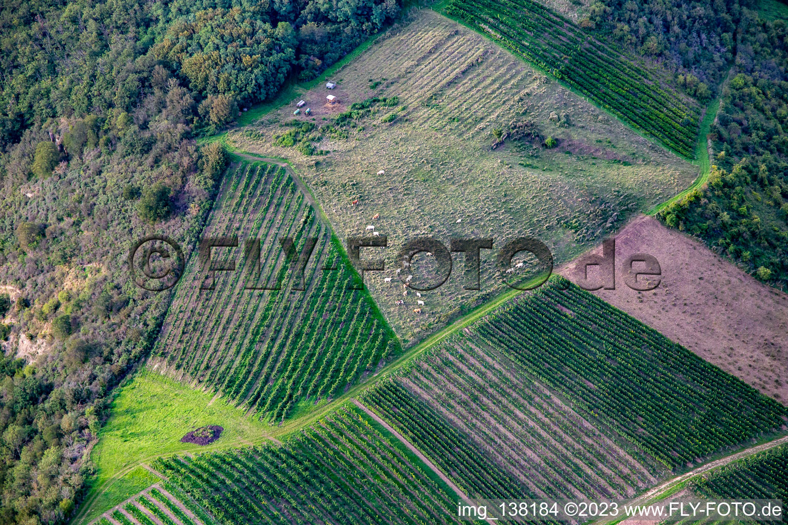 Vue aérienne de Bovins Glan entre vignes sur le Booser Au à Staudernheim dans le département Rhénanie-Palatinat, Allemagne