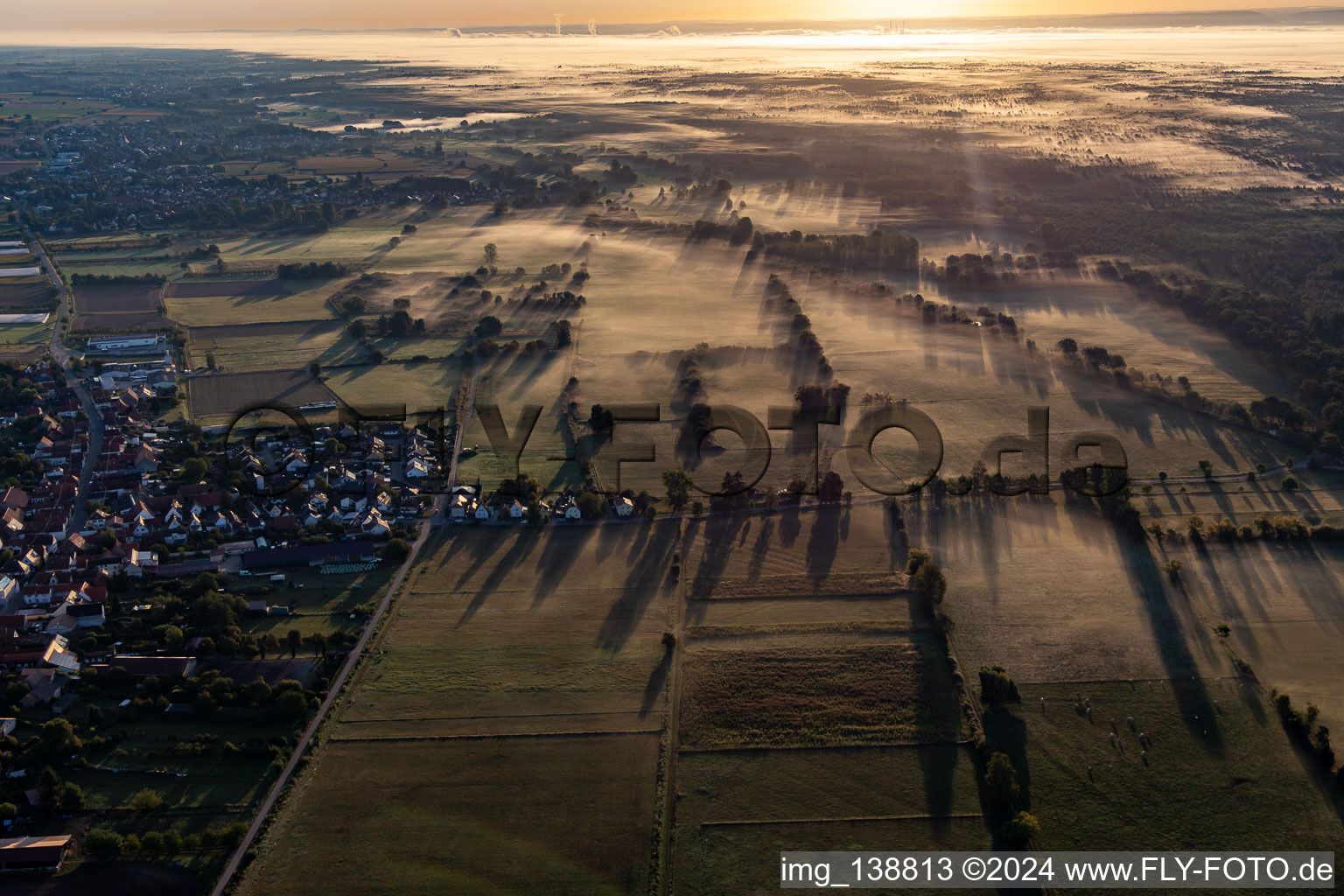 Vue aérienne de Ligne de bétail dans la brume matinale à Schweighofen dans le département Rhénanie-Palatinat, Allemagne