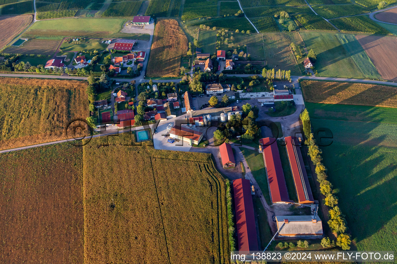 Vue aérienne de Ferme Schafbusch à Steinseltz dans le département Bas Rhin, France