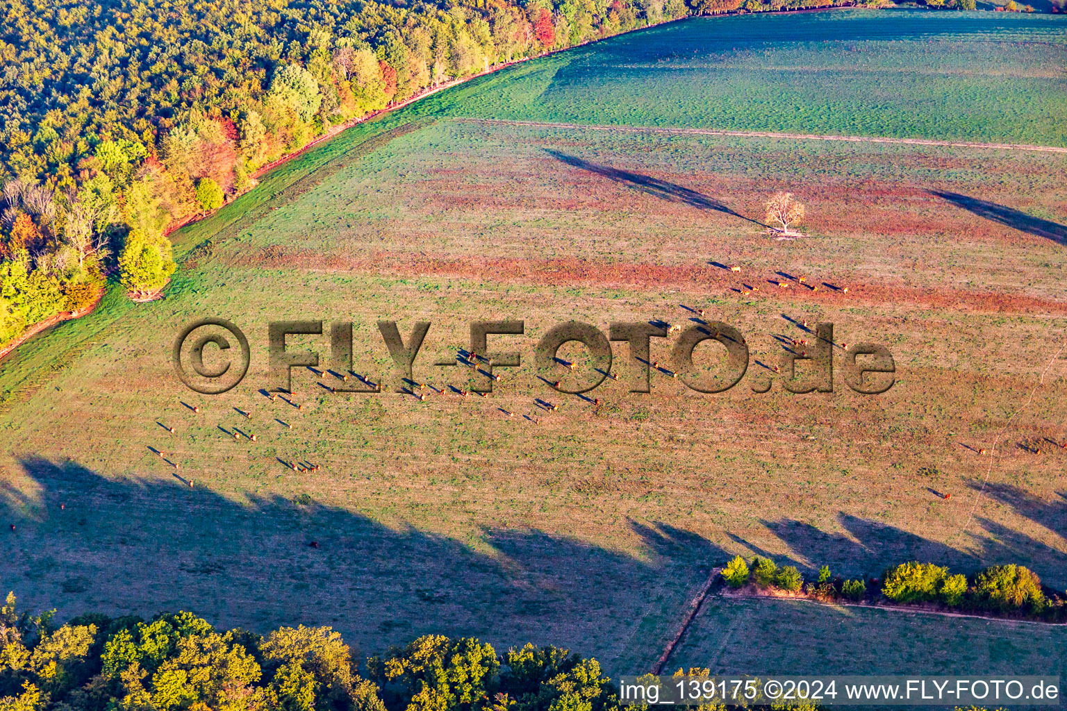 Vue aérienne de Pâturage de vaches avec arbre en lisière de forêt en automne à Reichshoffen dans le département Bas Rhin, France