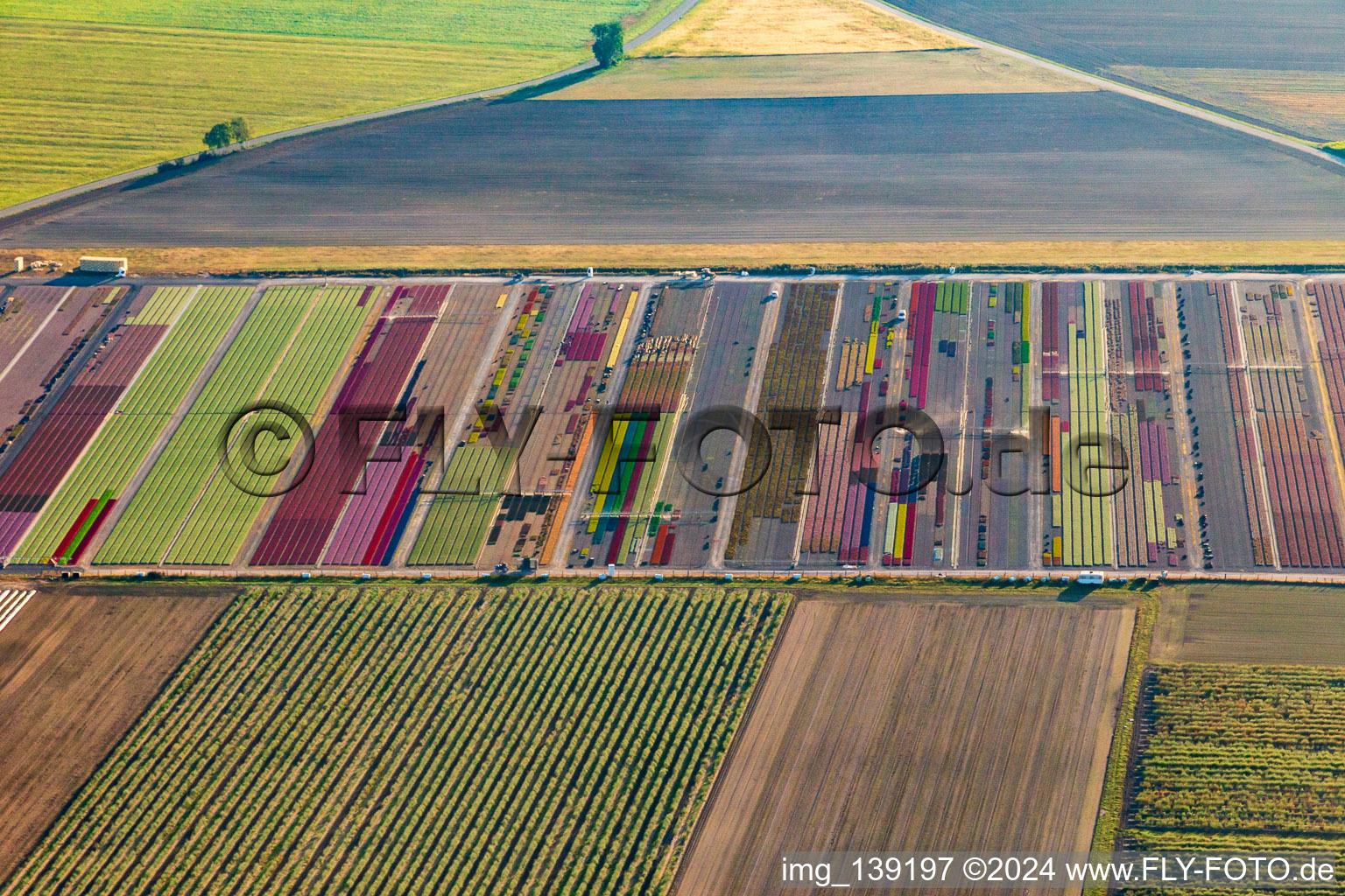 Vue aérienne de Parterres de fleurs colorés de la Ferme Brandt Arbogast Morsbronn à Durrenbach dans le département Bas Rhin, France