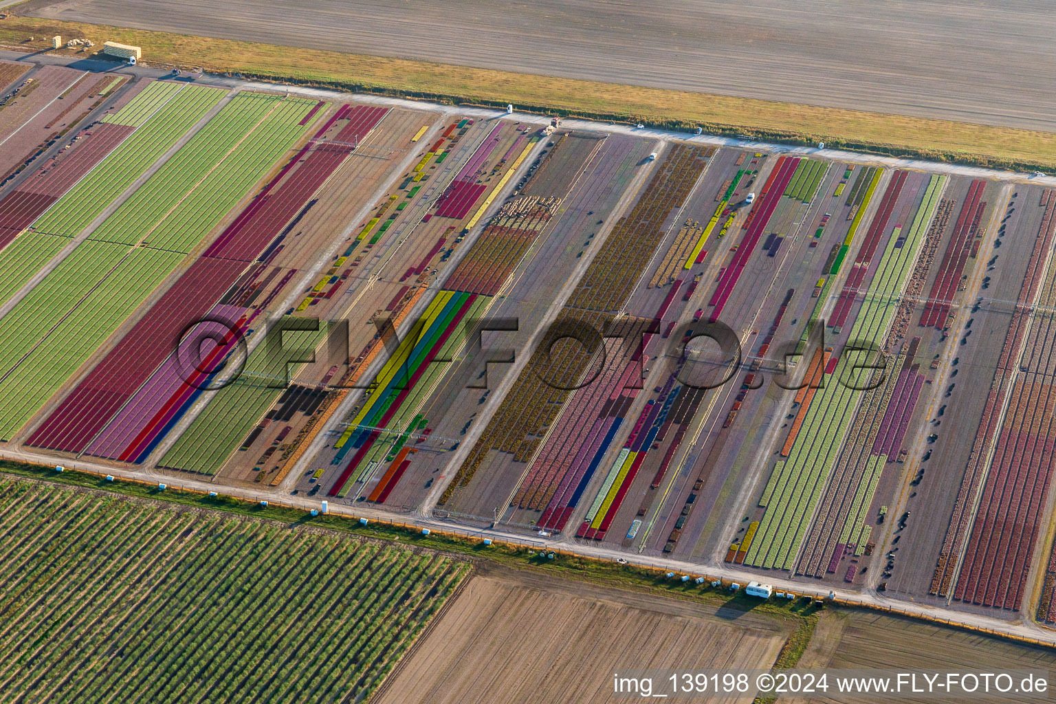 Vue aérienne de Parterres de fleurs colorés de la Ferme Brandt Arbogast Morsbronn à Durrenbach dans le département Bas Rhin, France