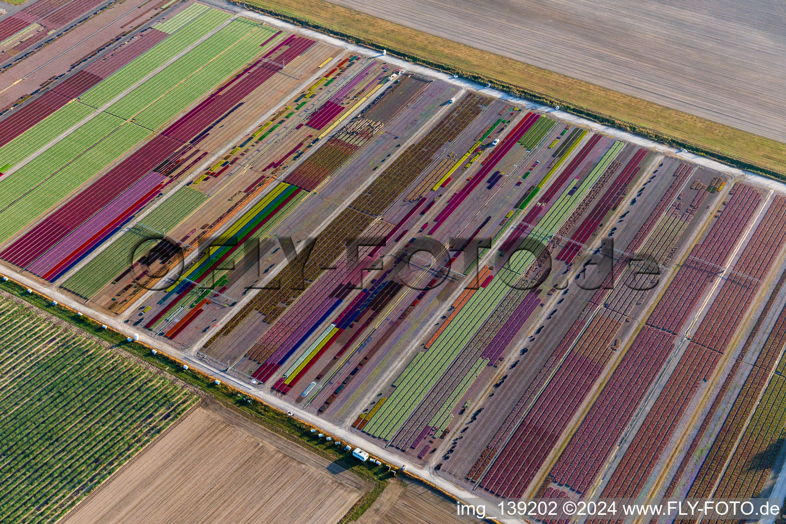 Photographie aérienne de Parterres de fleurs colorés de la Ferme Brandt Arbogast Morsbronn à Durrenbach dans le département Bas Rhin, France